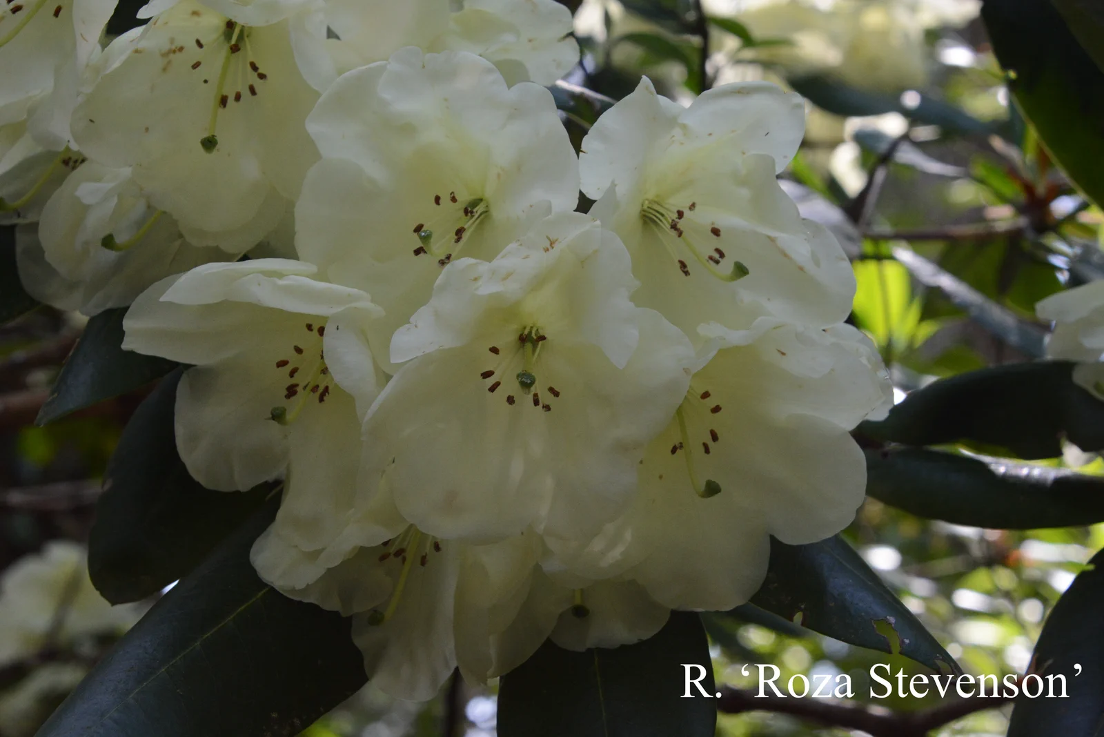 R. 'Roza Stevenson' photo of R. 'Roza Stevenson'. Location: Fearing's Farm Nursery, Abbotsford, BC, Canada. Photo by: Harold Fearing