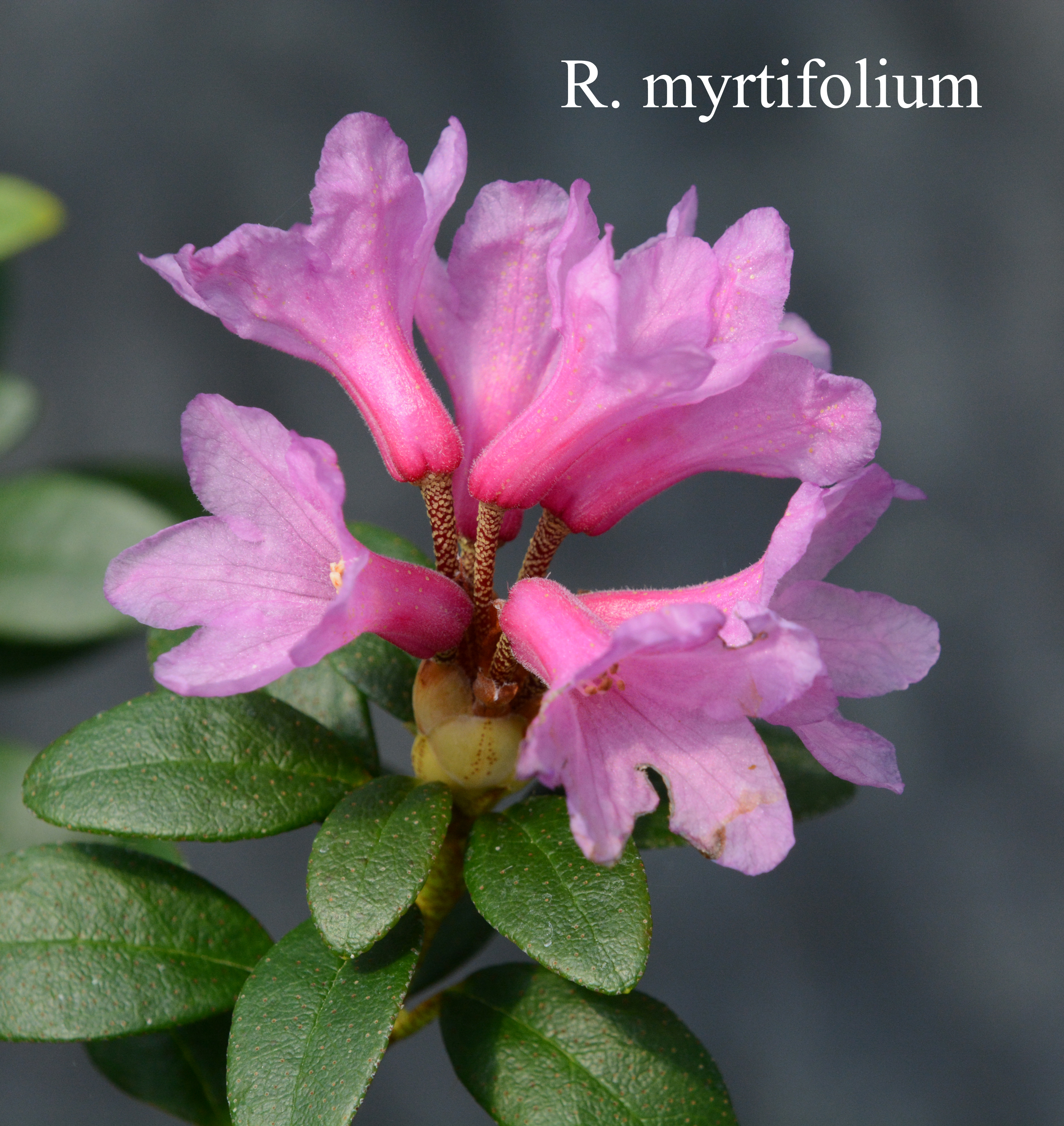 Rhododendron myrtifolium photo