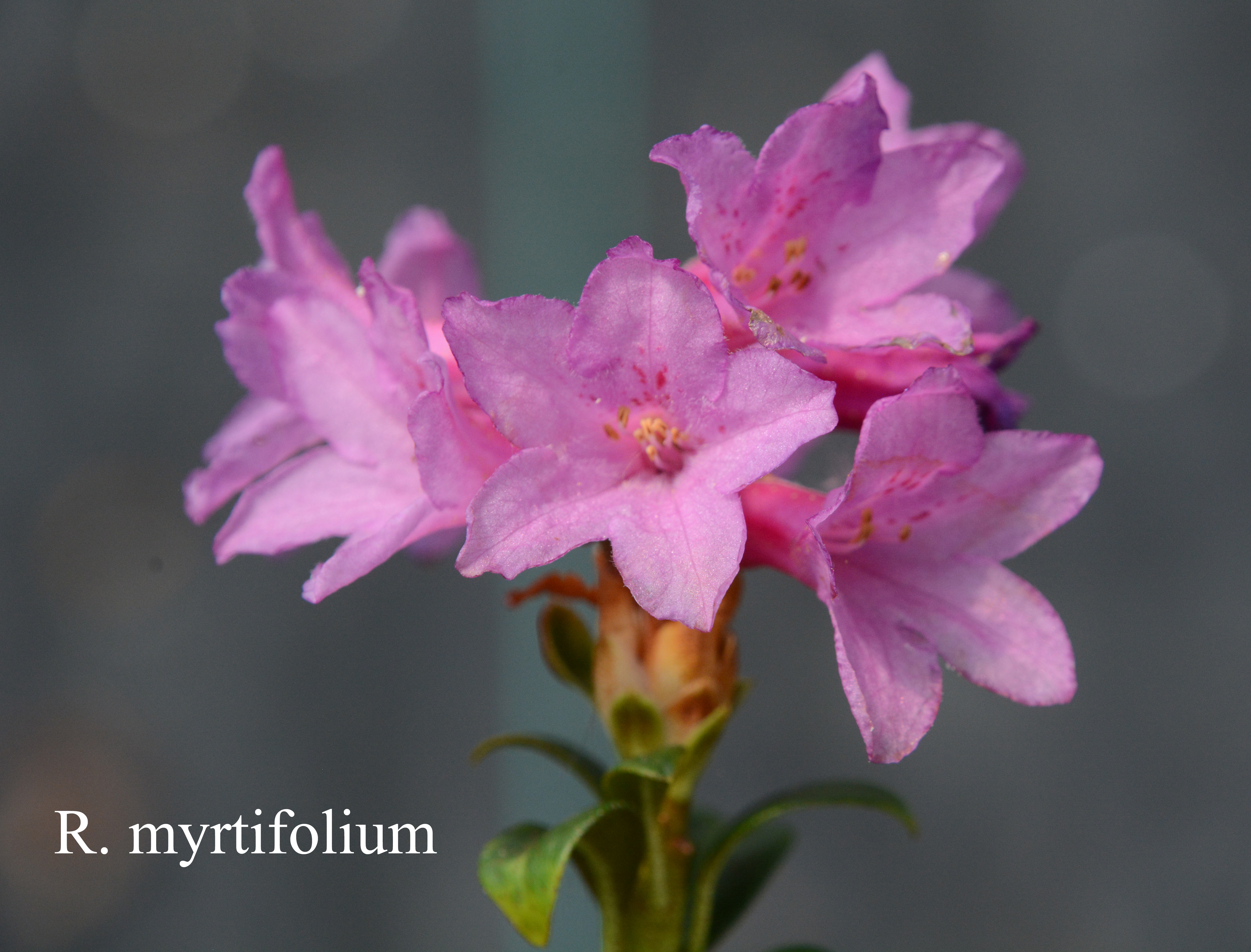Rhododendron myrtifolium photo