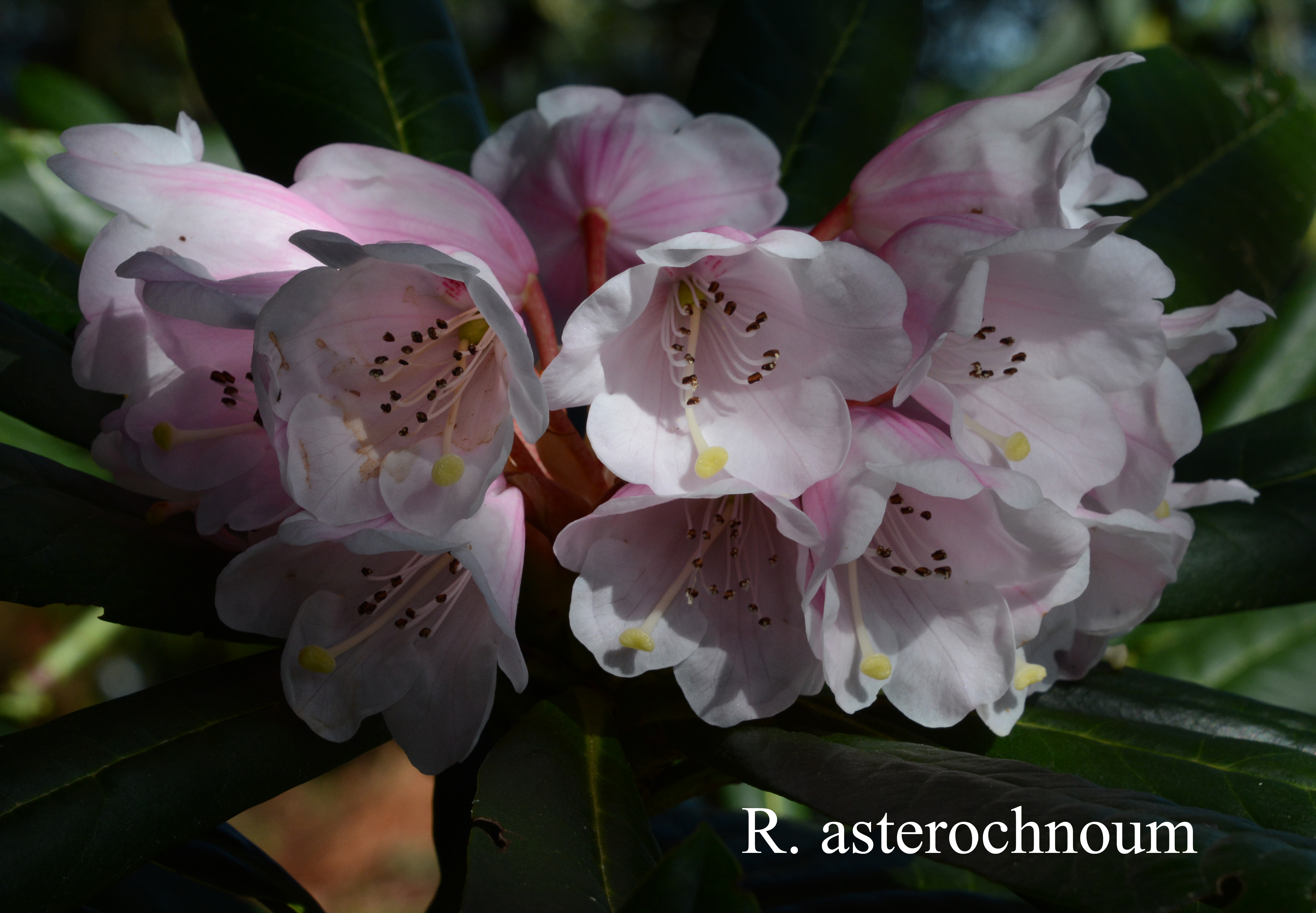 Rhododendron asterochnoum var asterochnoum photo