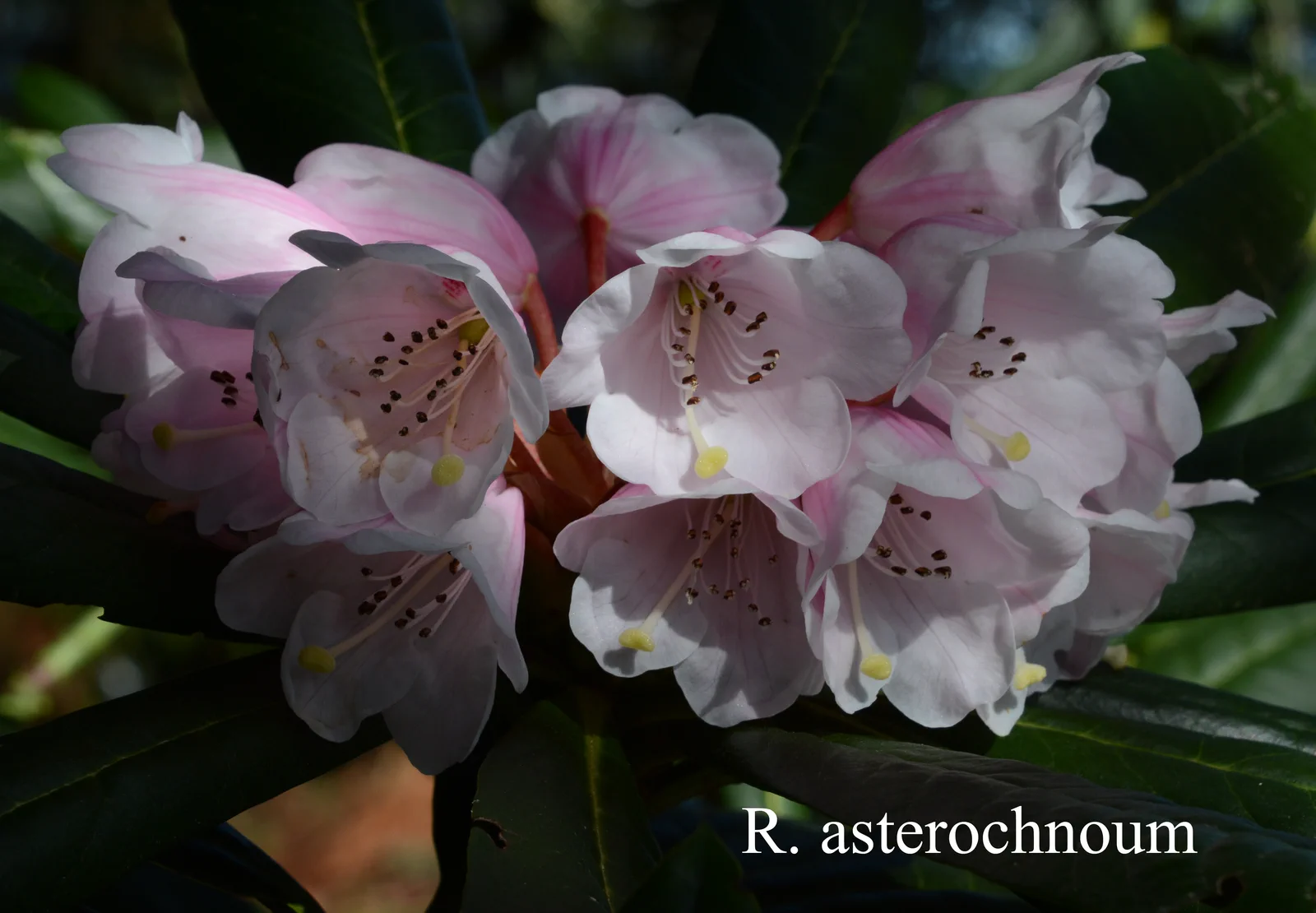 R. asterochnoum var asterochnoum photo of R. asterochnoum var asterochnoum. Location: Fearing's Farm Nursery, Abbotsford, BC, Canada. Photo by: Harold Fearing