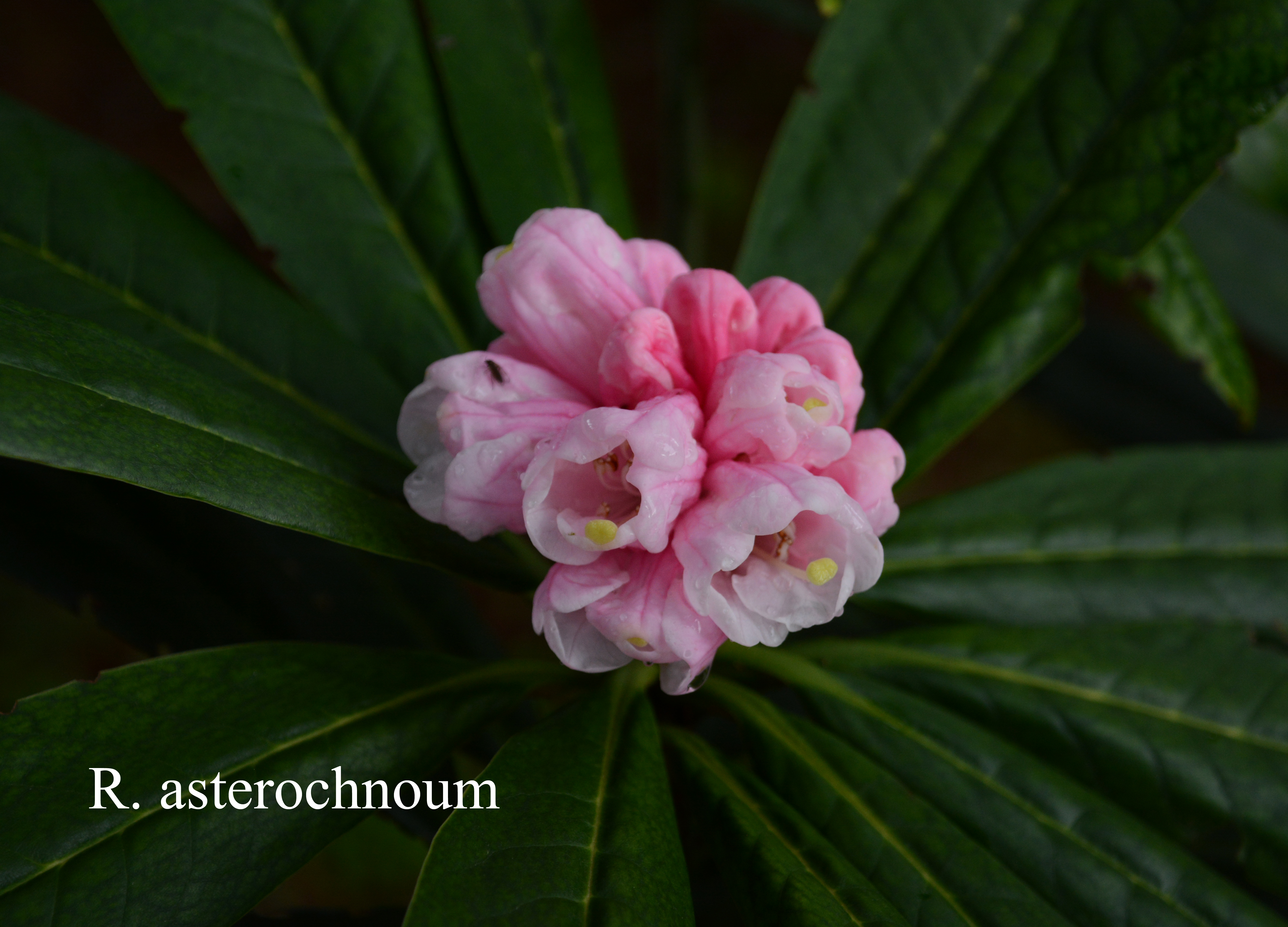 Rhododendron asterochnoum var asterochnoum photo