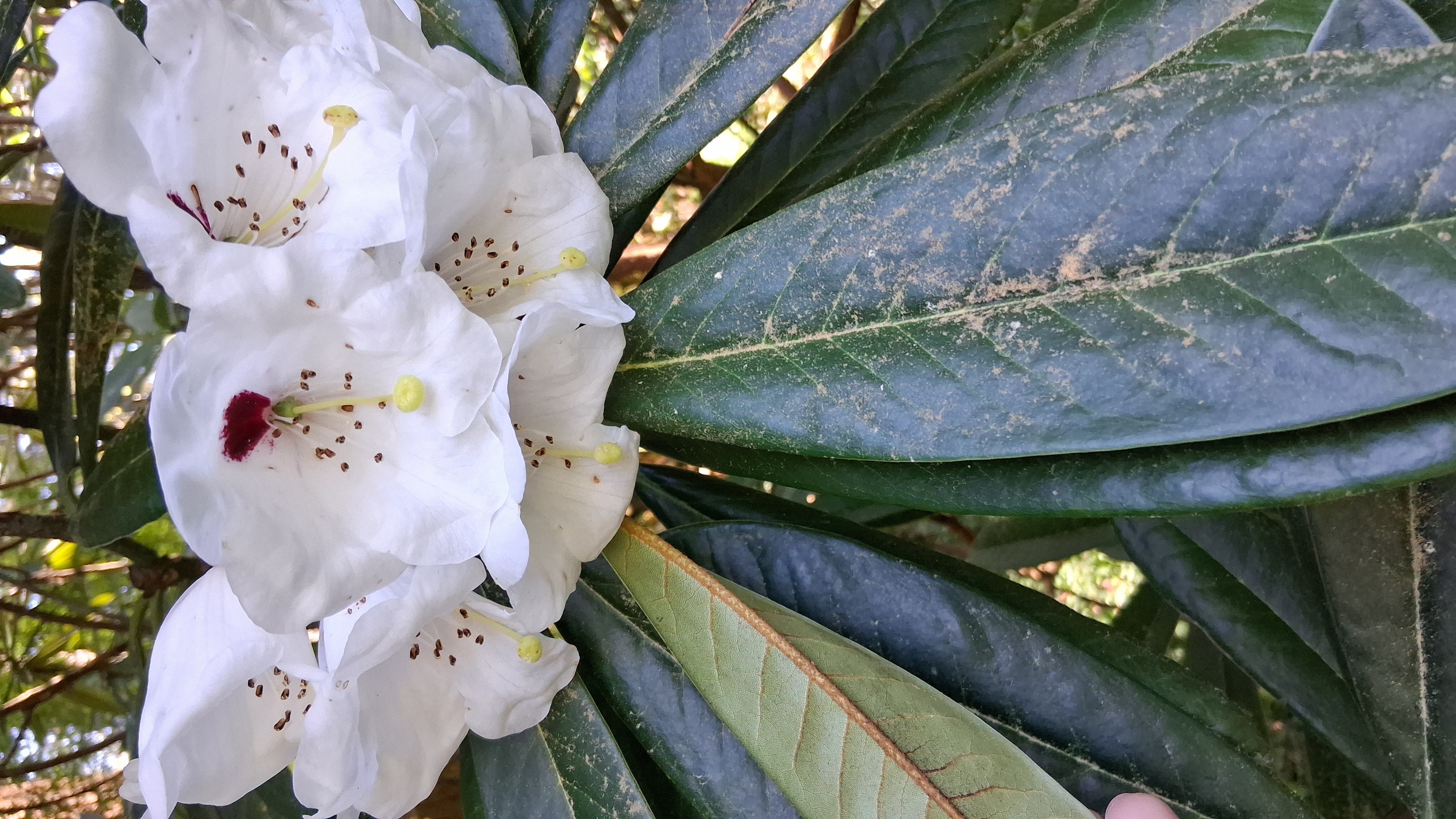 Rhododendron asterochnoum var asterochnoum photo