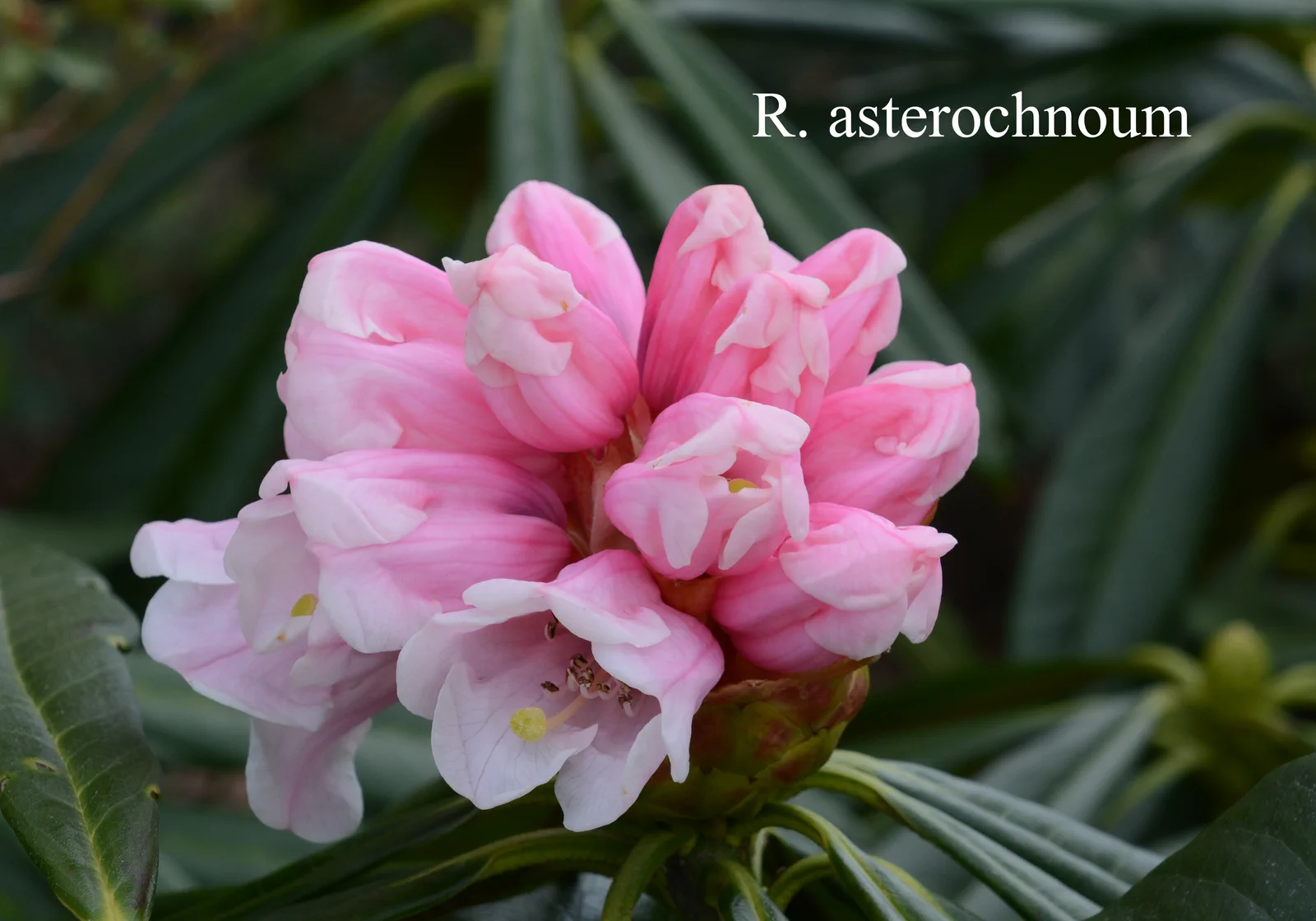 R. asterochnoum var asterochnoum photo of R. asterochnoum var asterochnoum. Location: Fearing's Farm Nursery, Abbotsford, BC, Canada. Photo by: Harold Fearing