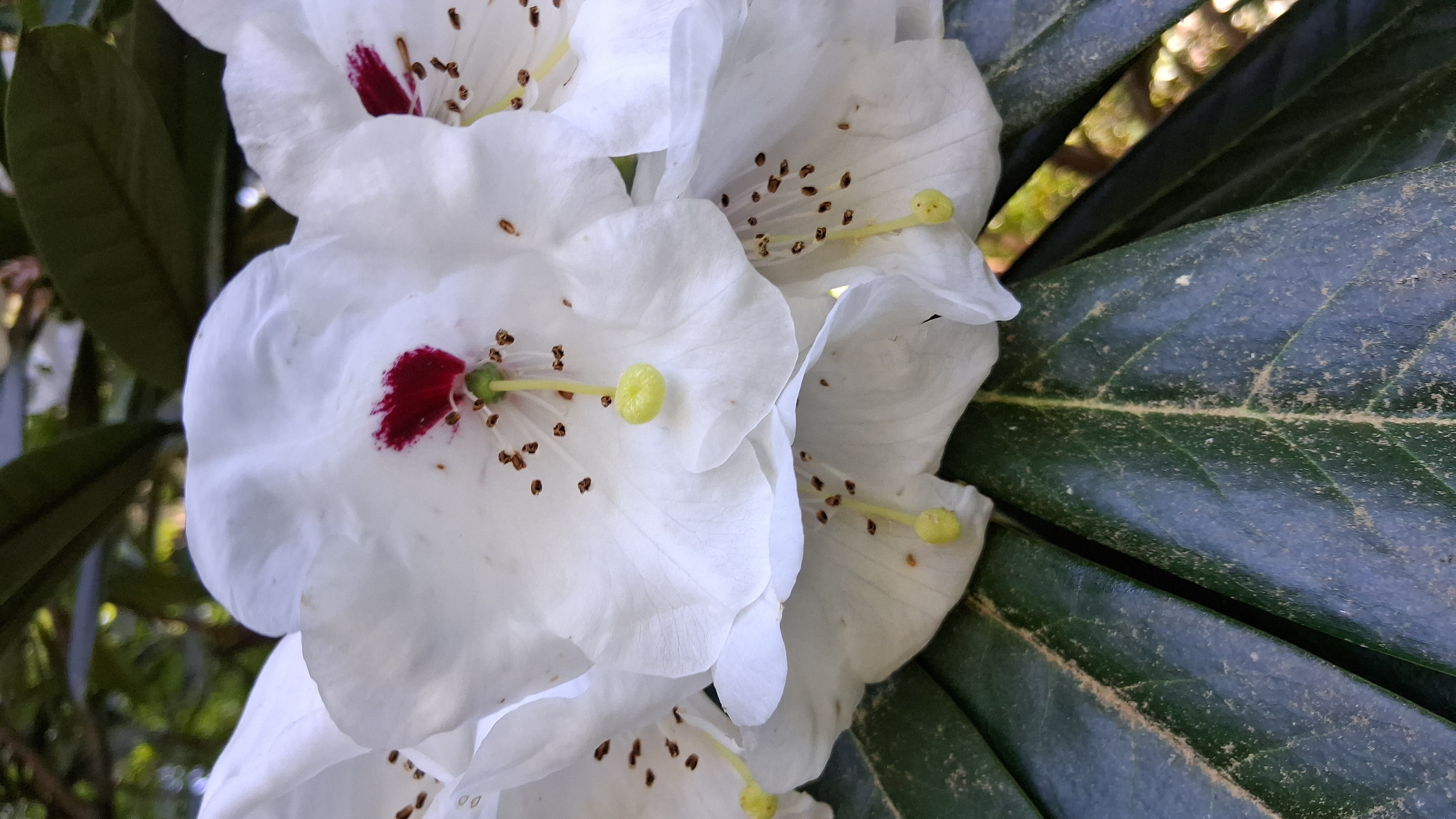 Rhododendron asterochnoum var asterochnoum photo