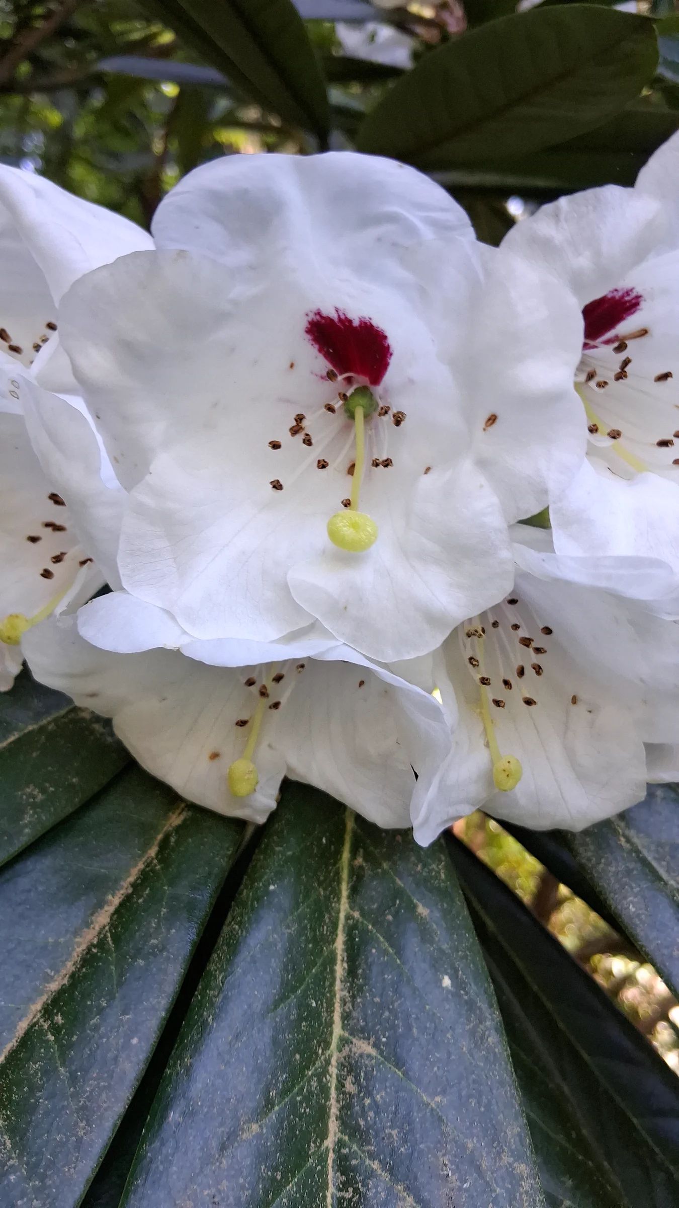 R. asterochnoum photo of R. asterochnoum var asterochnoum. R. asterochnoum flower. Location: Rhododendron Species Botanical Garden. Photo by: Thatrhodylady
