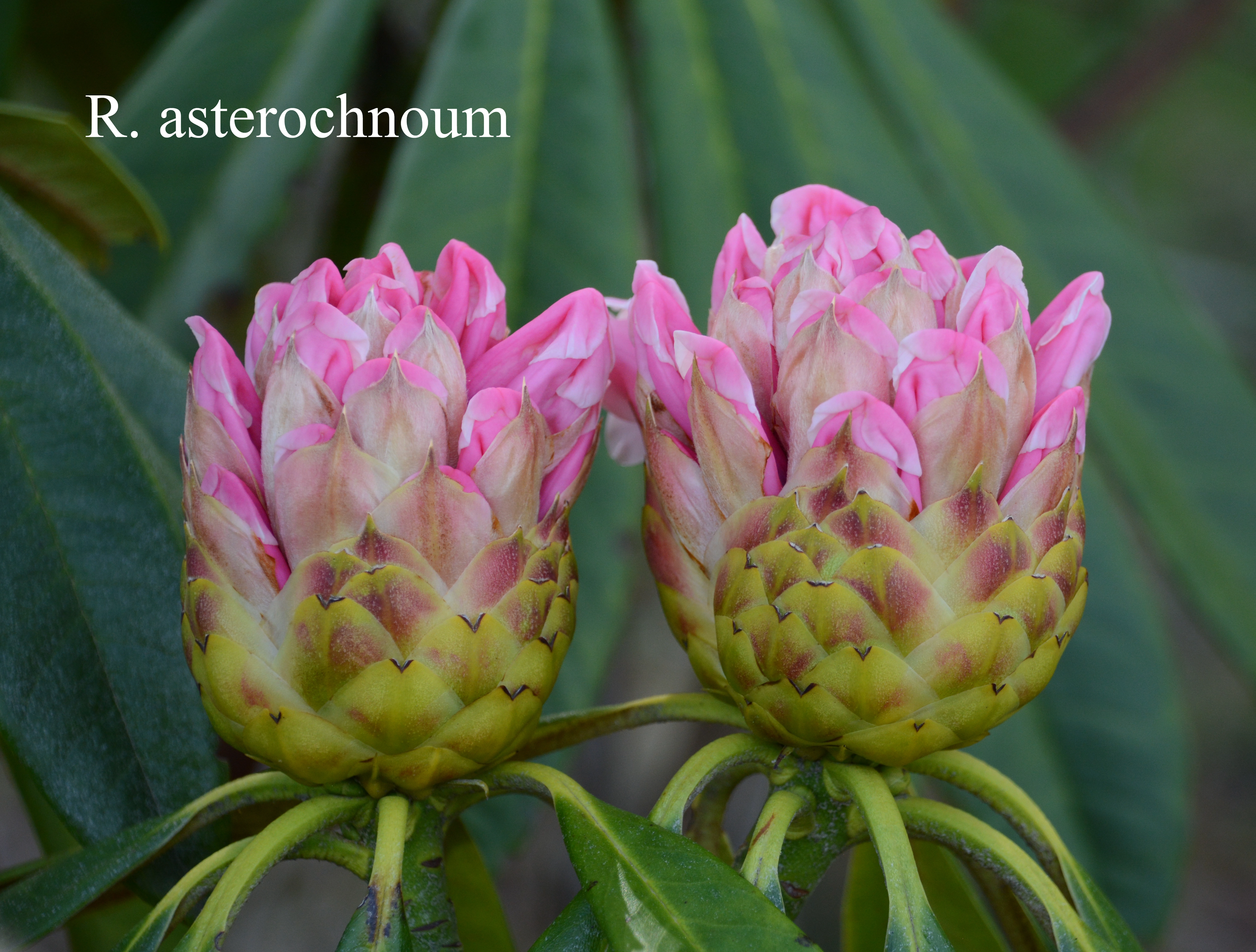 Rhododendron asterochnoum var asterochnoum photo