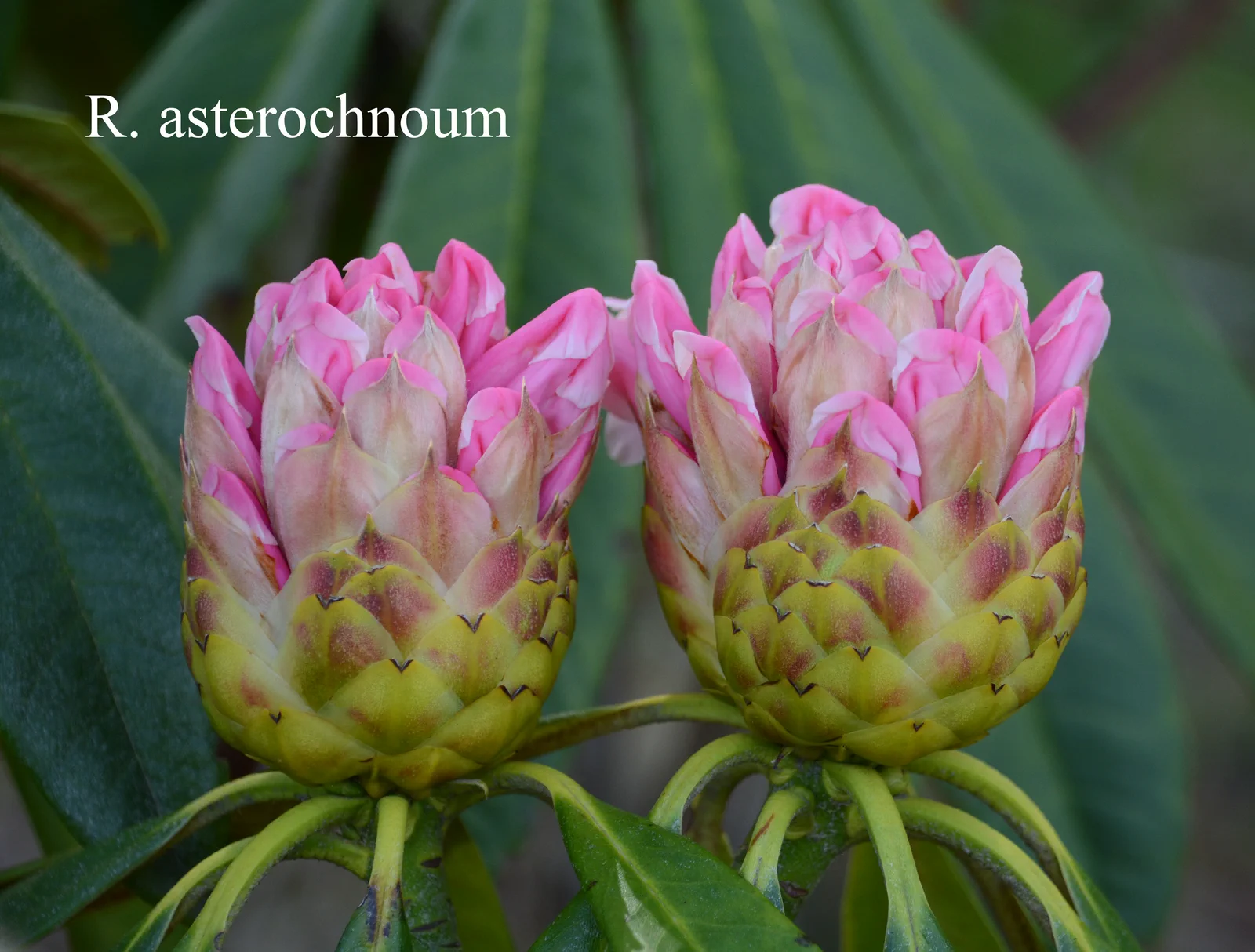 R. asterochnoum var asterochnoum photo of R. asterochnoum var asterochnoum. Buds. Location: Fearing's Farm Nursery, Abbotsford, BC, Canada. Photo by: Harold Fearing
