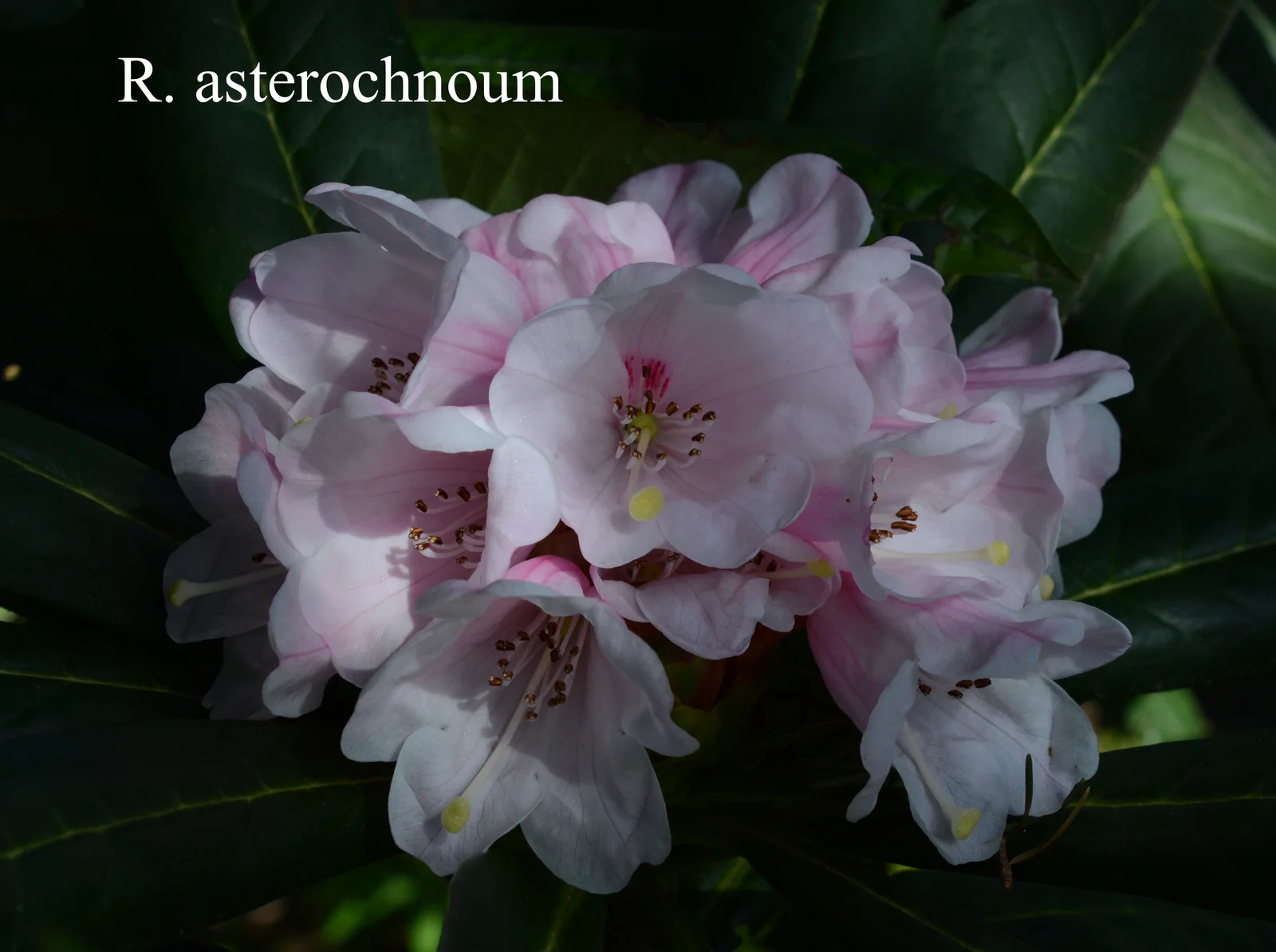 R. asterochnoum var asterochnoum photo of R. asterochnoum var asterochnoum. Location: Fearing's Farm Nursery, Abbotsford, BC, Canada. Photo by: Harold Fearing