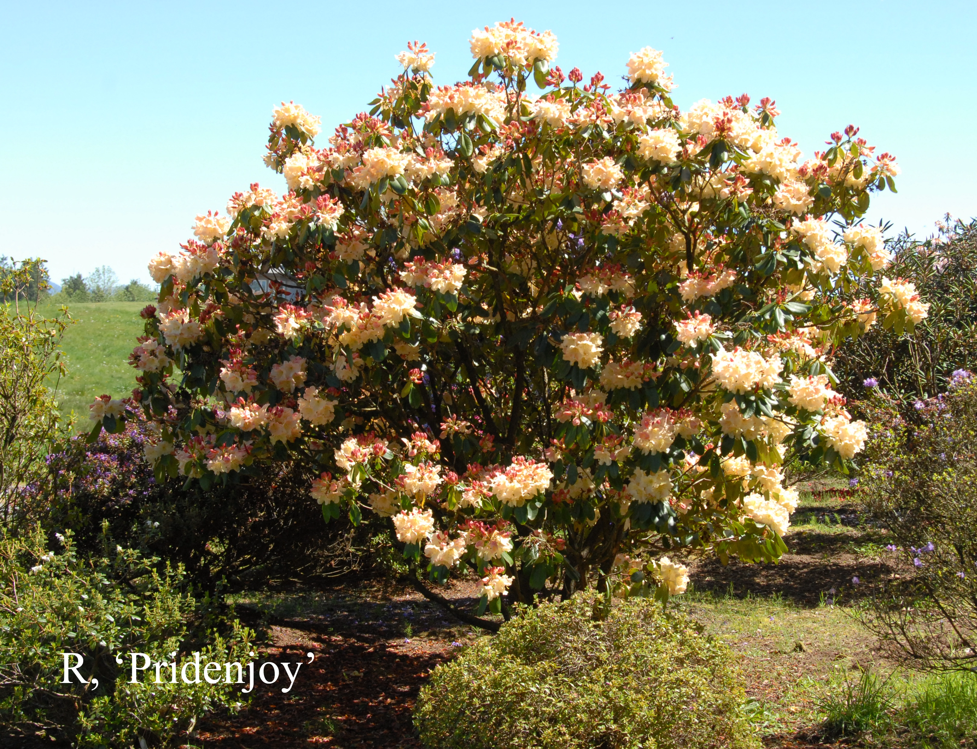 Rhododendron Pridenjoy photo