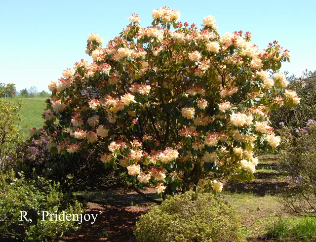 Photo of R. 'Pridenjoy', Rhododendron Hybrid