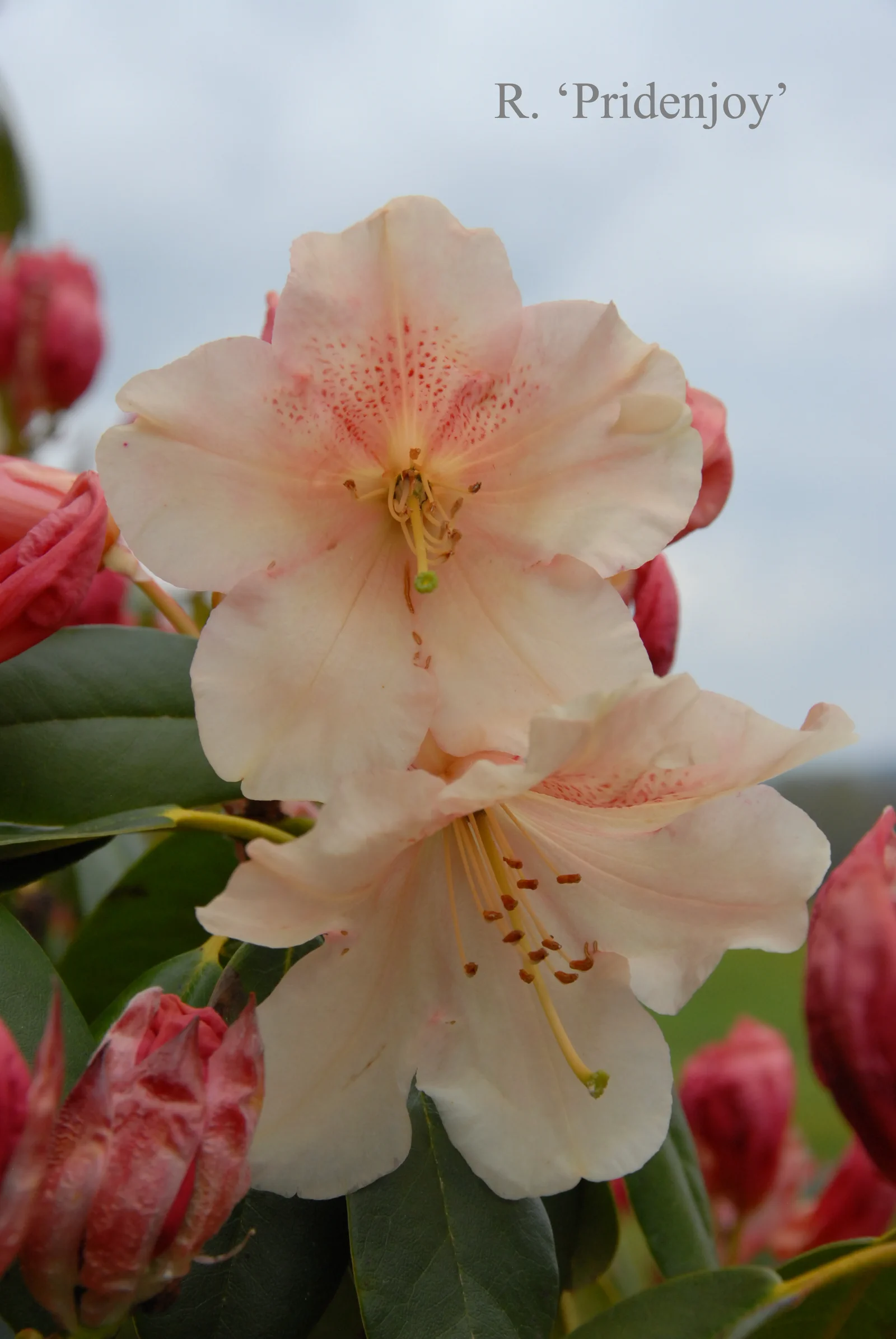R. 'Pridenjoy' photo of R. 'Pridenjoy'. Location: Fearing's Farm Nursery, Abbotsford, BC, Canada. Photo by: Harold Fearing