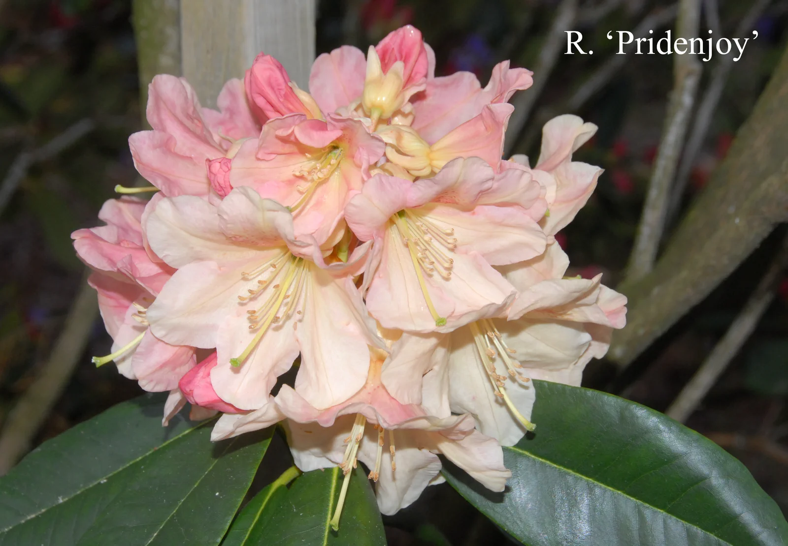 R. 'Pridenjoy' photo of R. 'Pridenjoy'. ?. Location: Fearing's Farm Nursery, Abbotsford, BC, Canada. Photo by: Harold Fearing