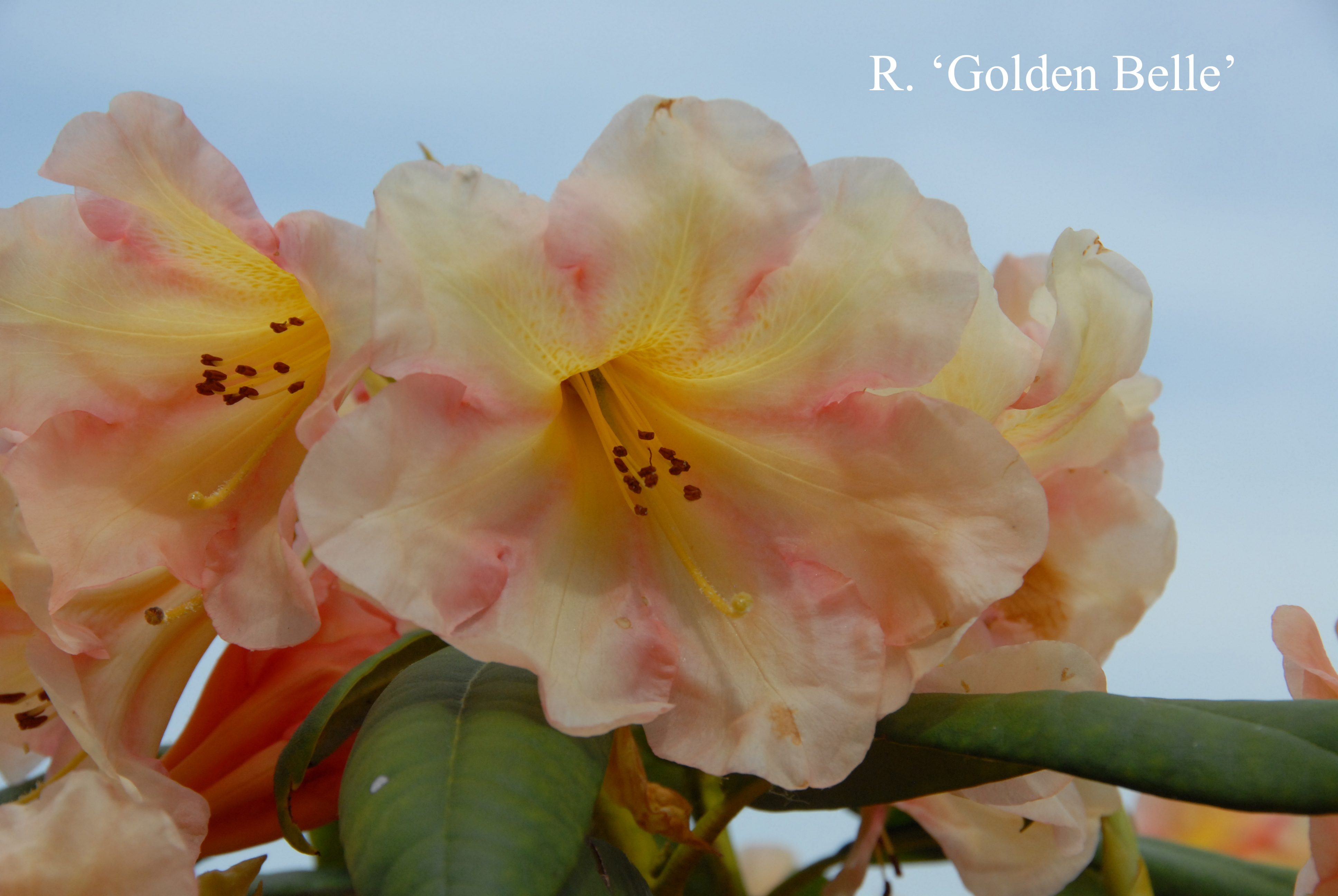 Rhododendron Golden Belle photo