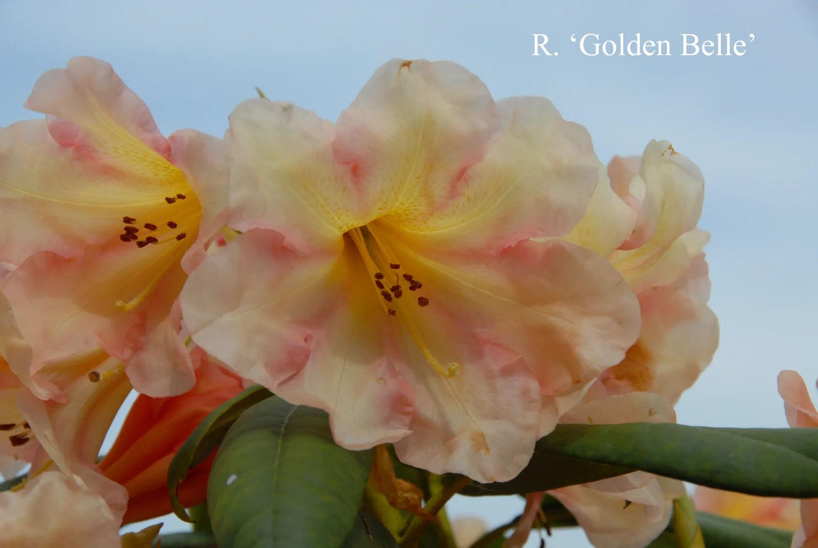 R. 'Golden Belle' photo of R. 'Golden Belle'. Location: Fearing's Farm Nursery, Abbotsford, BC, Canada. Photo by: Harold Fearing