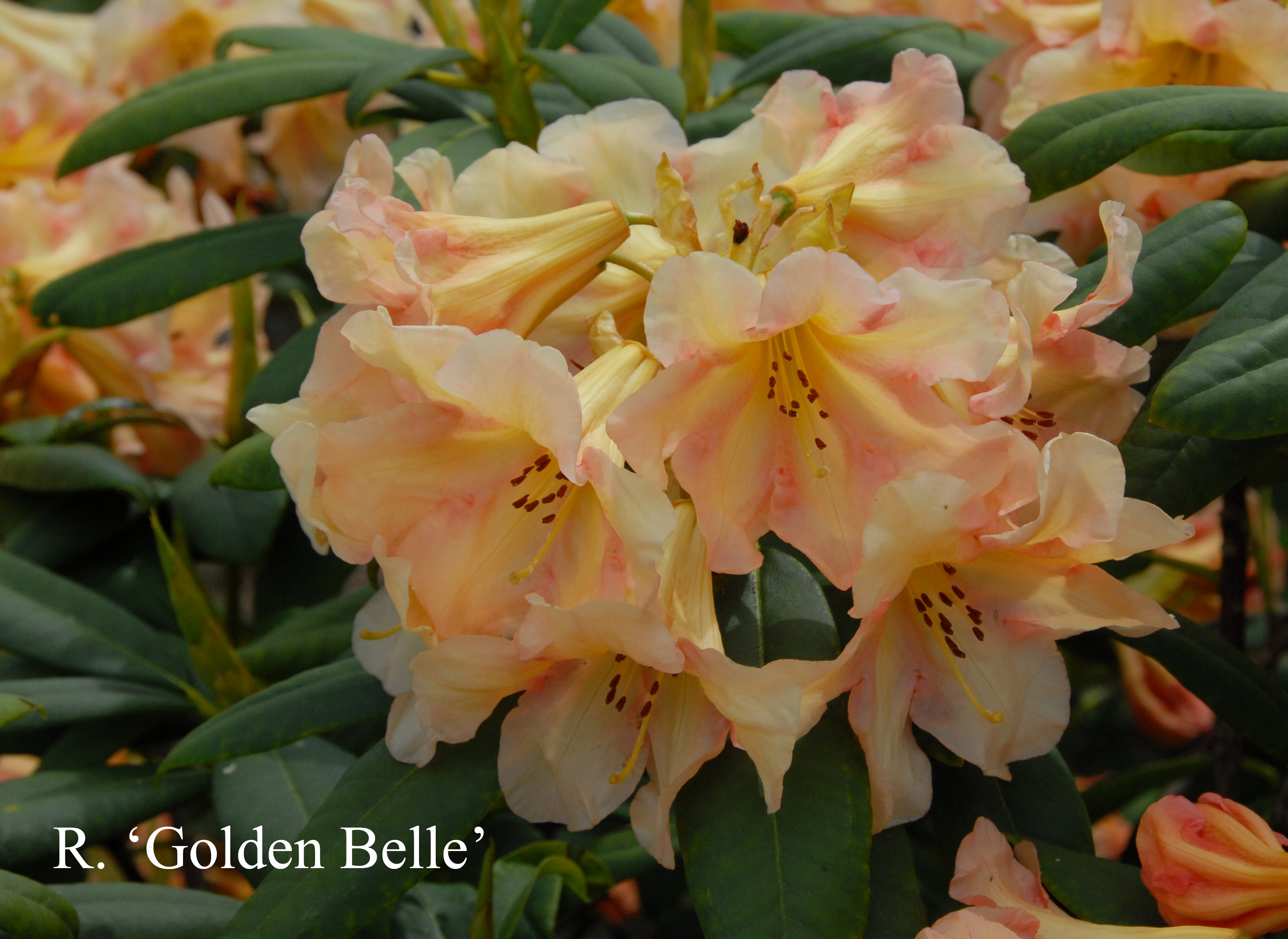 Rhododendron Golden Belle photo