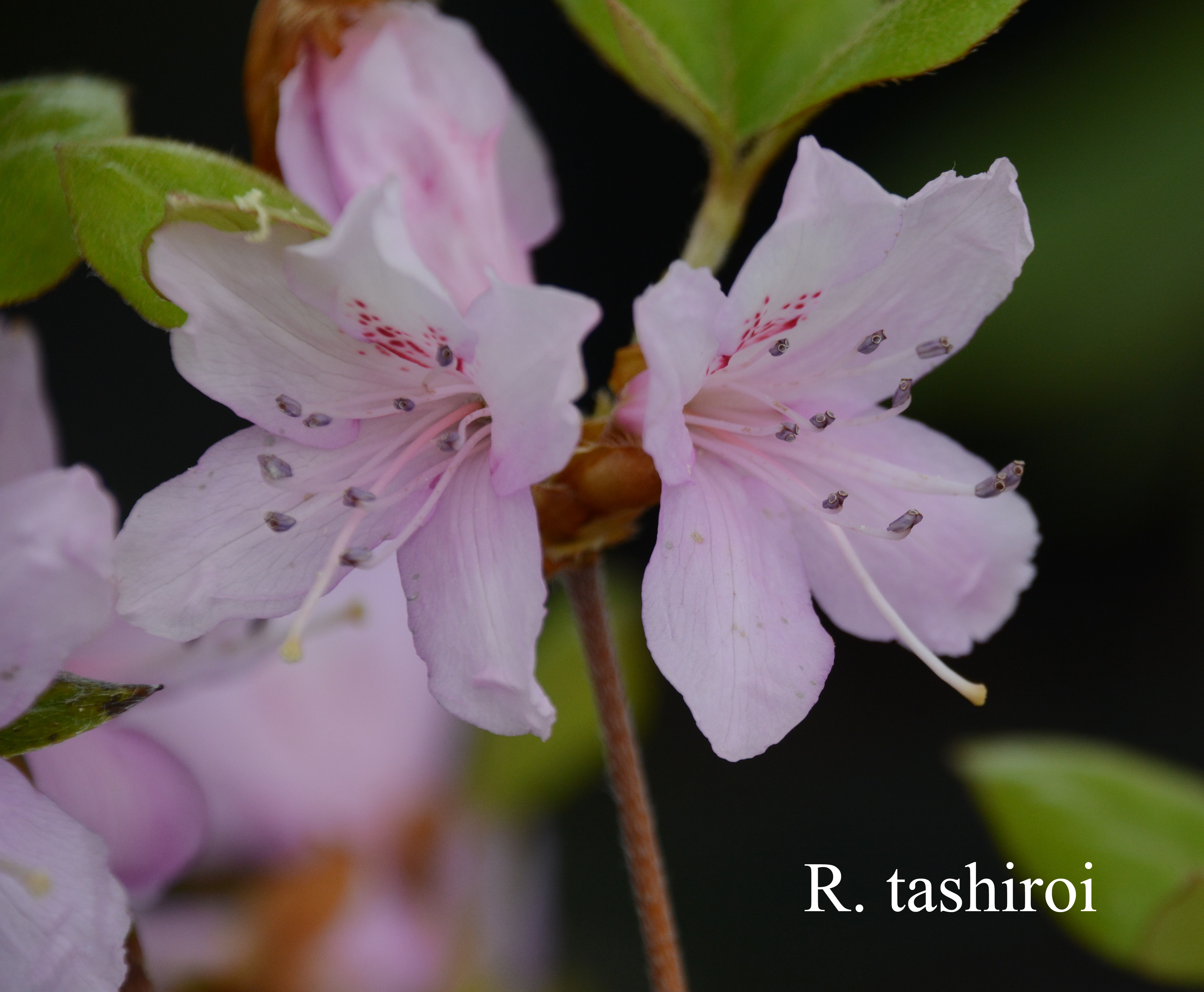 Rhododendron tashiroi photo