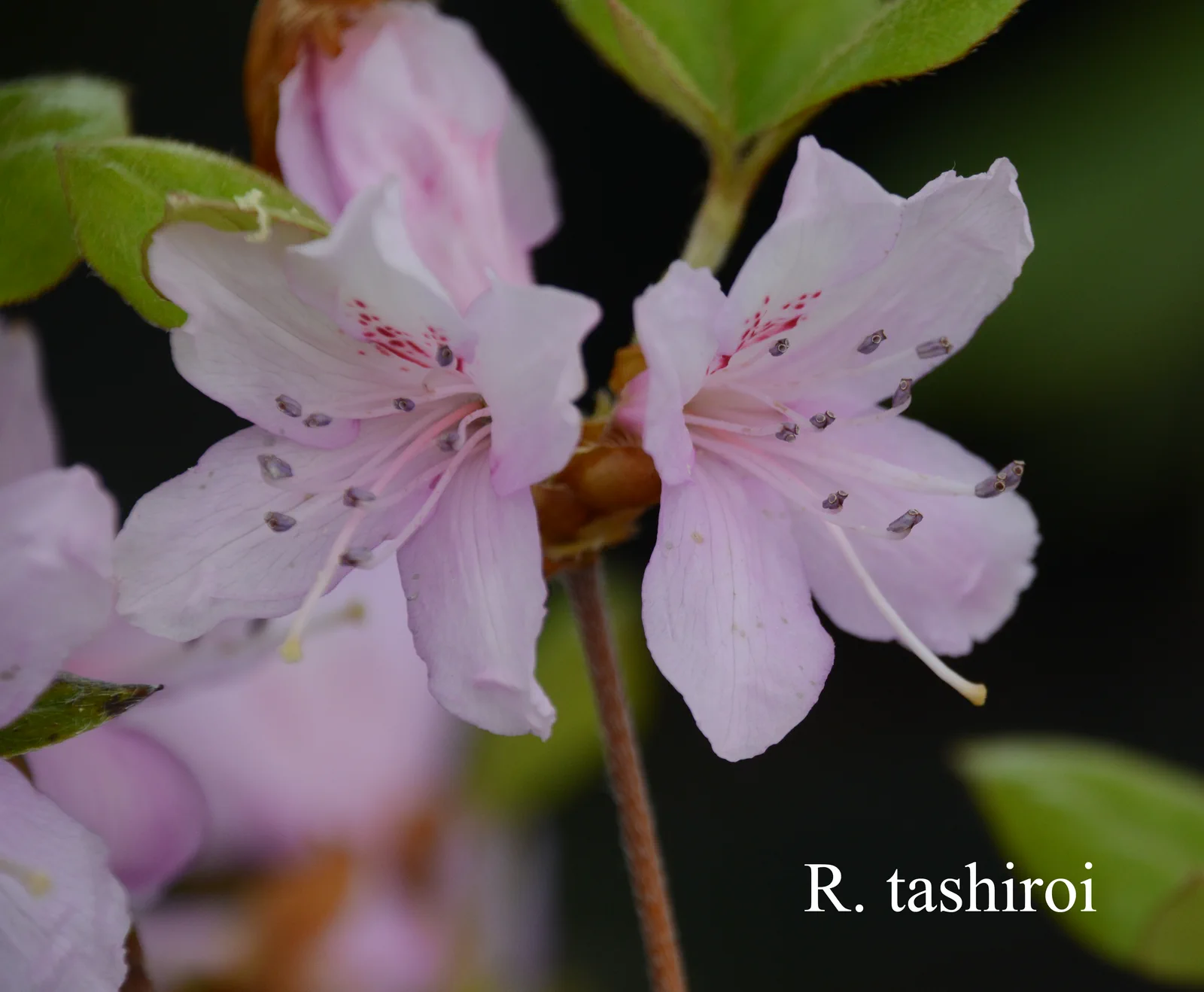 R. tashiroi photo of R. tashiroi. RSF. Location: Fearing's Farm Nursery, Abbotsford, BC, Canada. Photo by: Harold Fearing