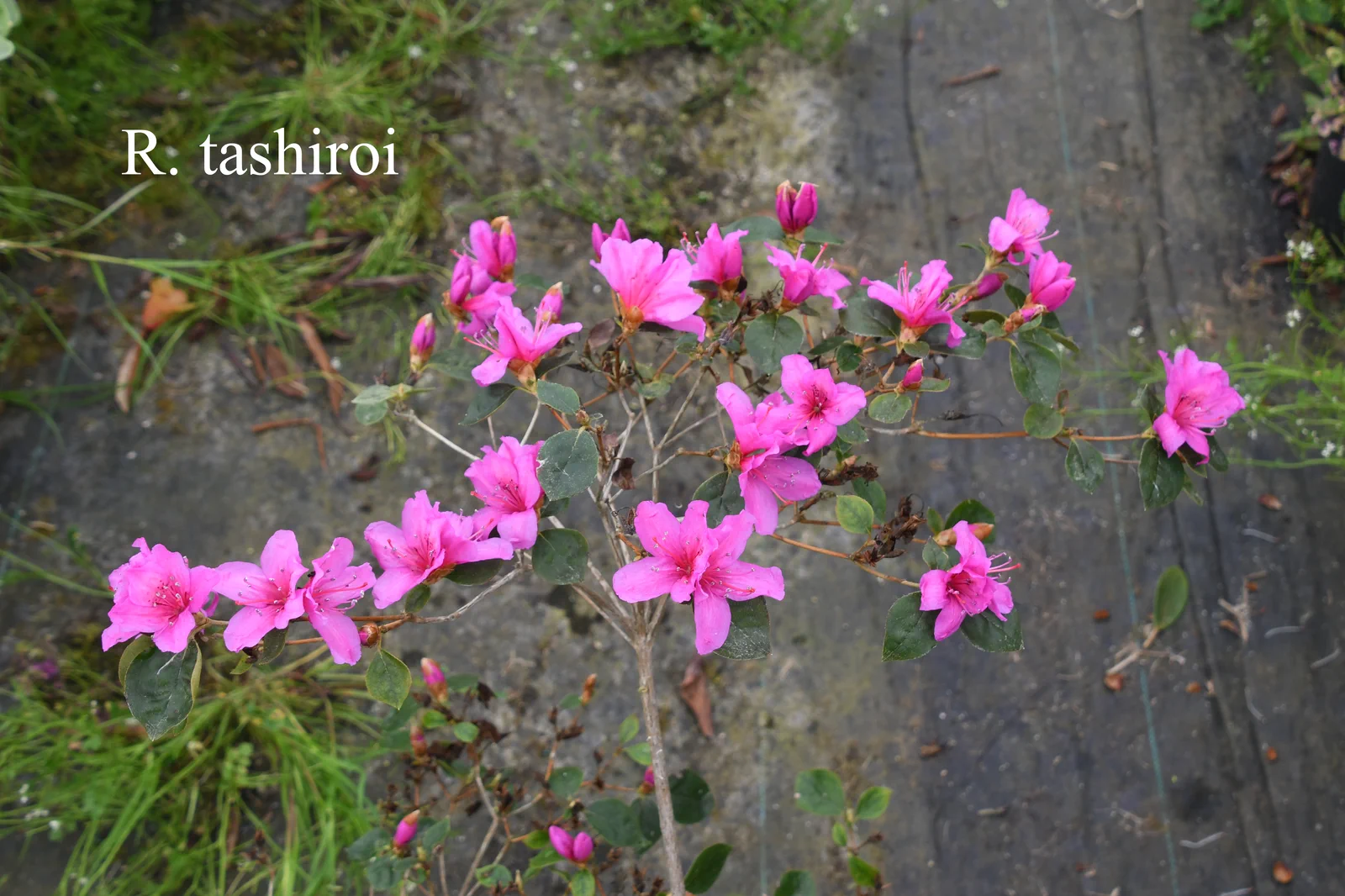 R. tashiroi photo of R. tashiroi. Location: Fearing's Farm Nursery, Abbotsford, BC, Canada. Photo by: Harold Fearing