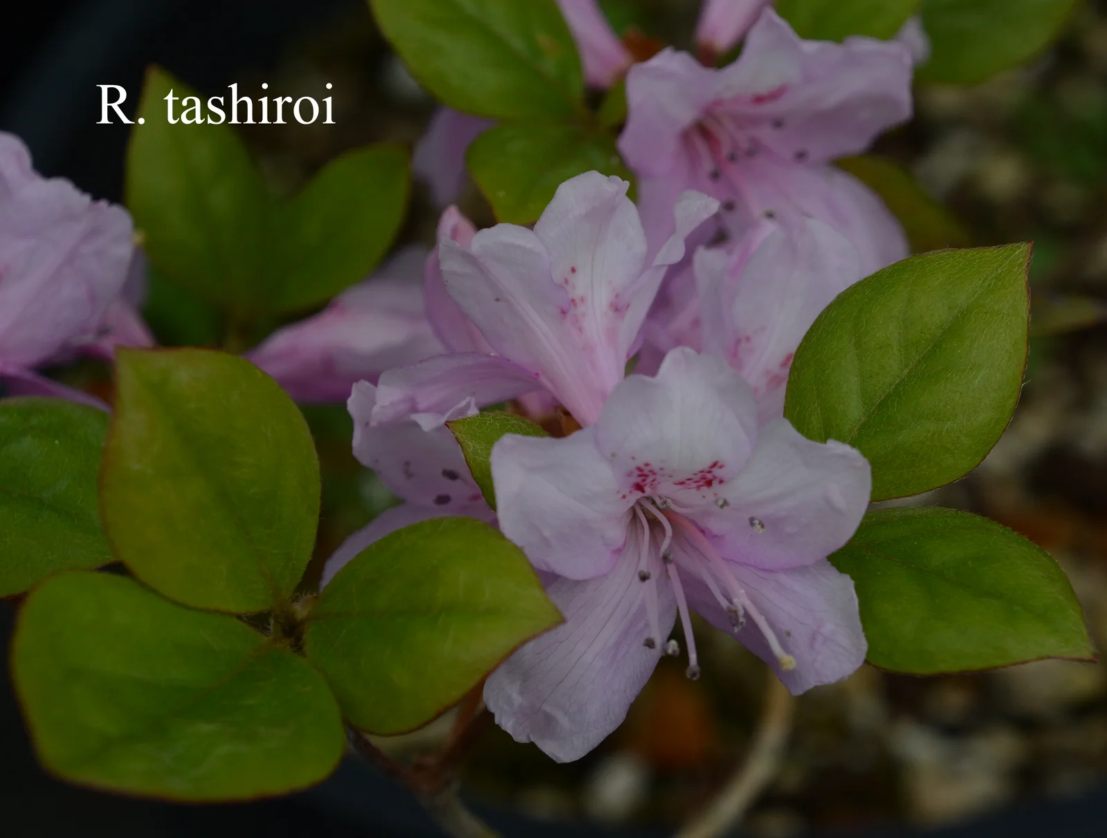 R. tashiroi photo of R. tashiroi. RSF. Location: Fearing's Farm Nursery, Abbotsford, BC, Canada. Photo by: Harold Fearing