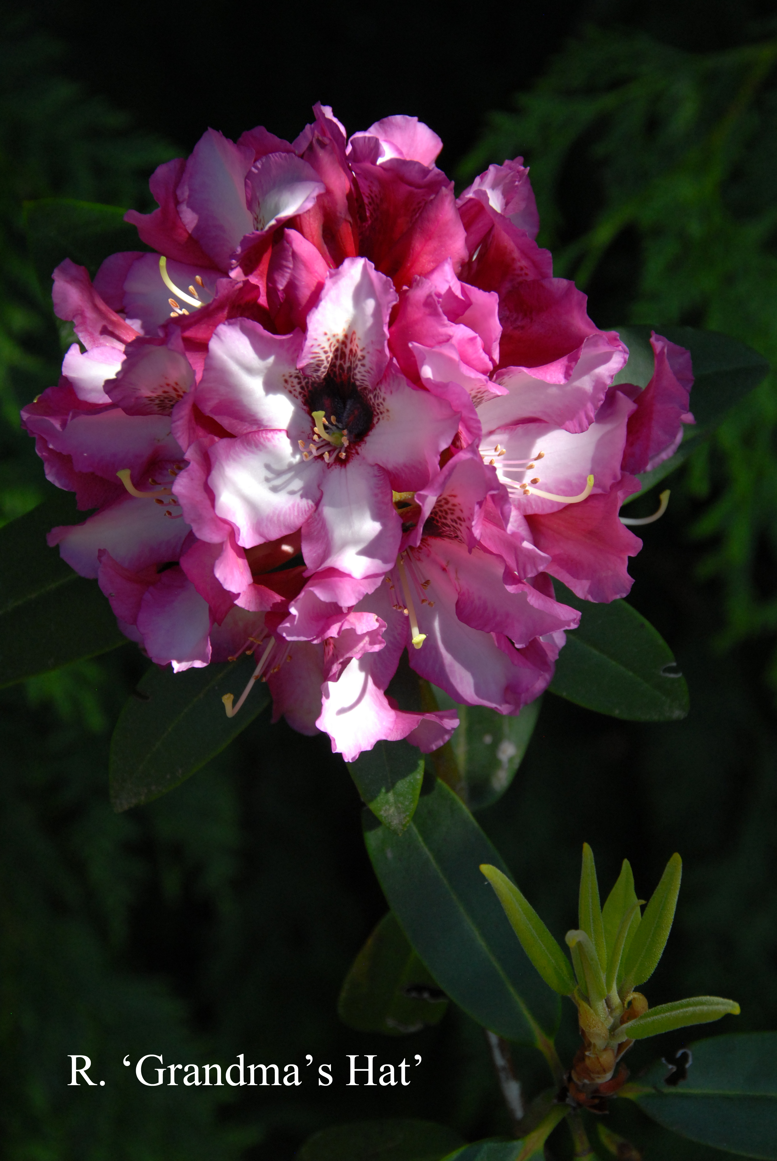 Rhododendron Grandma's Hat photo