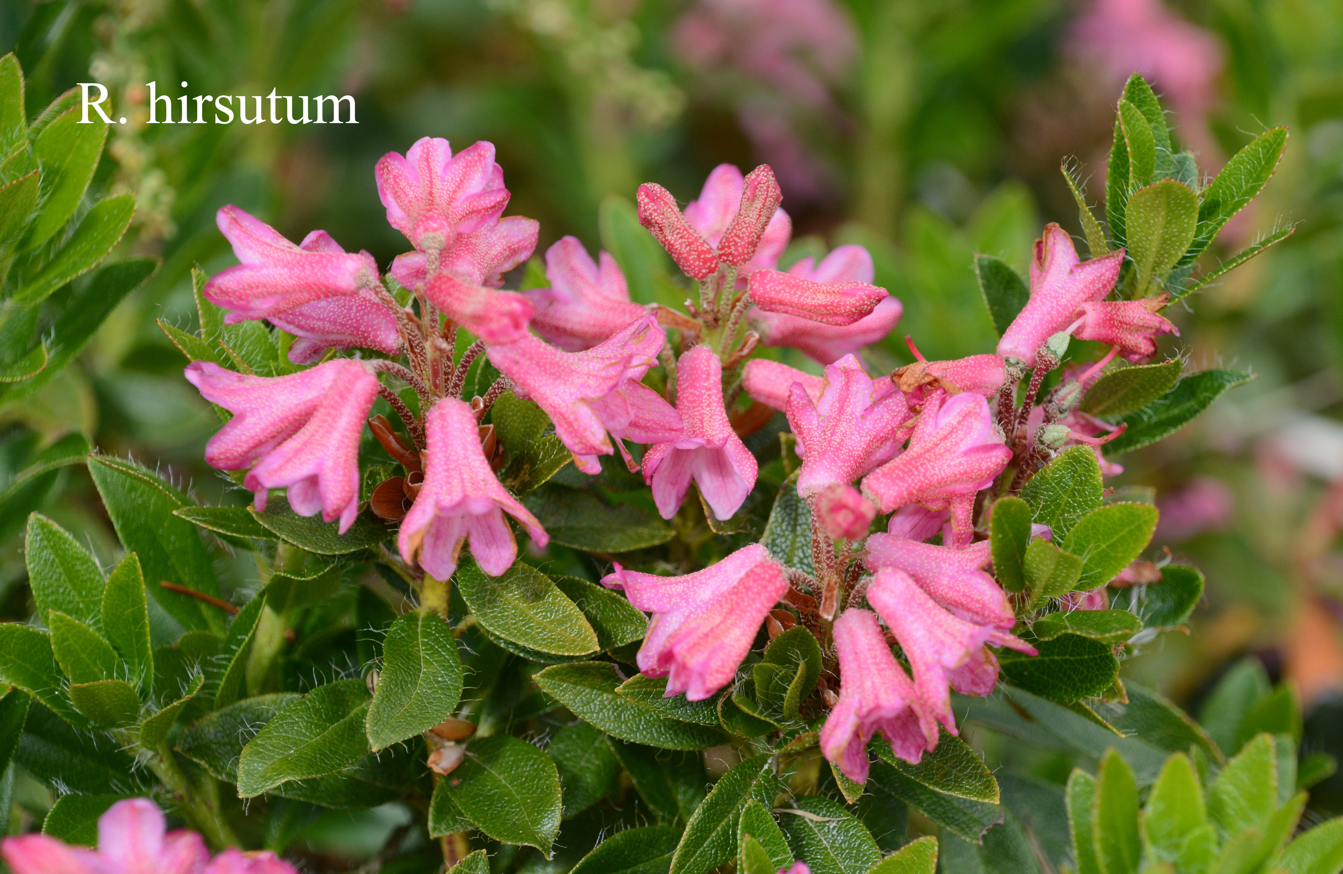 Rhododendron hirsutum photo