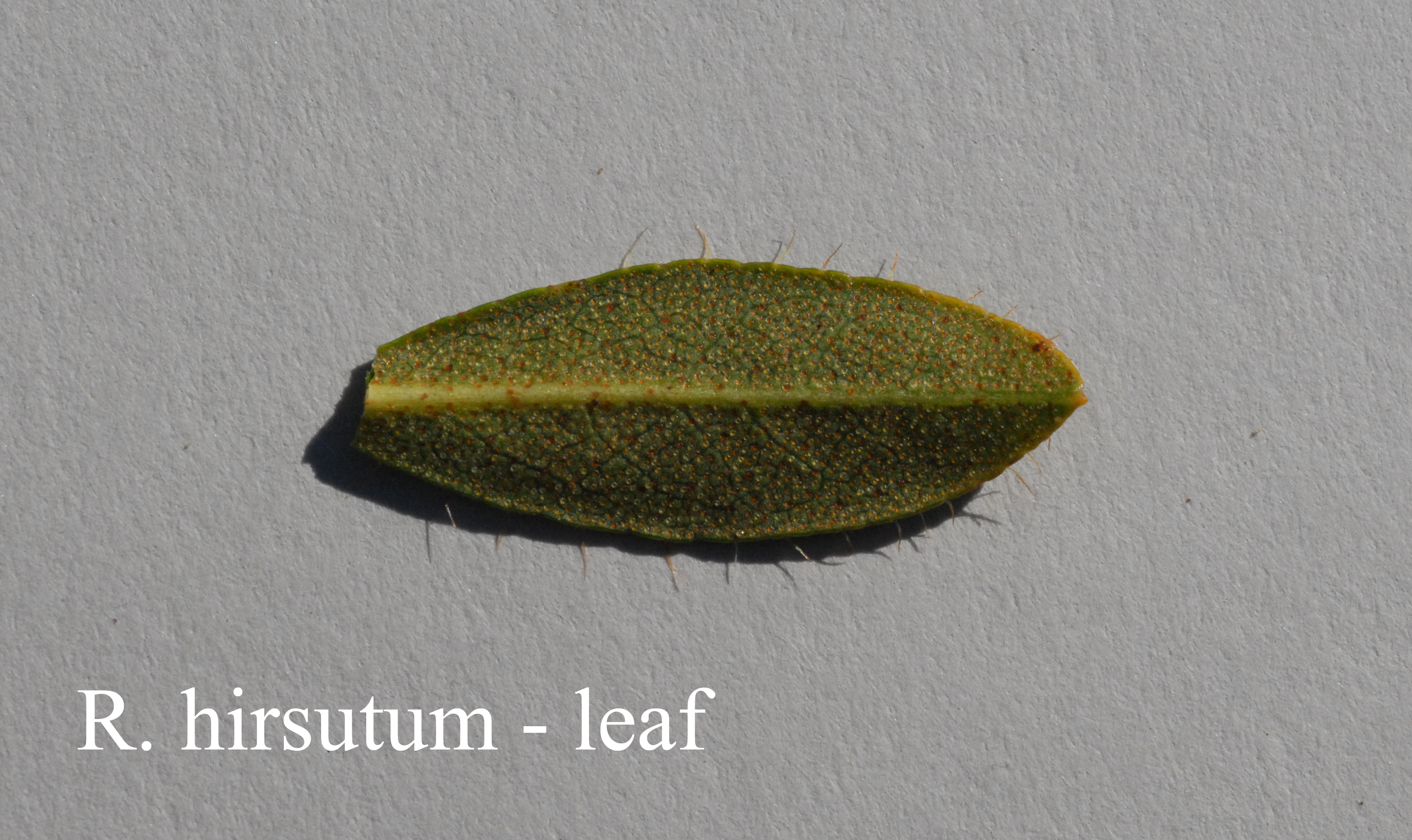Rhododendron hirsutum photo