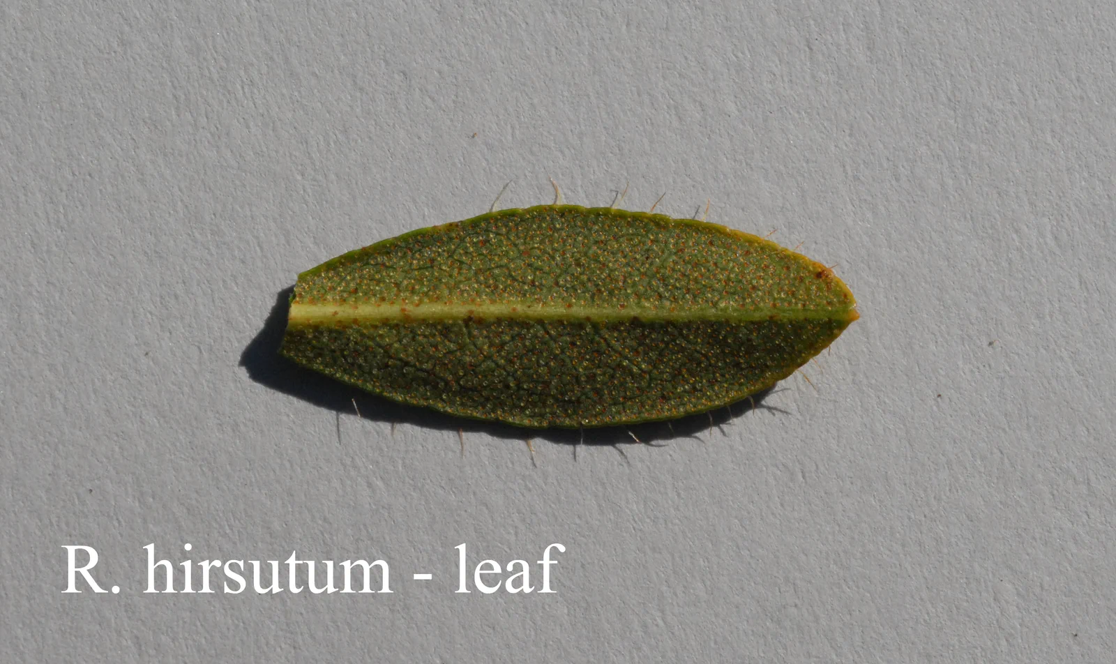 R. hirsutum photo of R. hirsutum. Leaf. Location: Fearing's Farm Nursery, Abbotsford, BC, Canada. Photo by: Harold Fearing