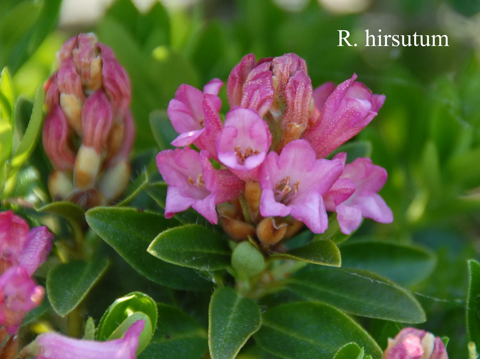 R. hirsutum photo of R. hirsutum. Location: Fearing's Farm Nursery, Abbotsford, BC, Canada. Photo by: Harold Fearing