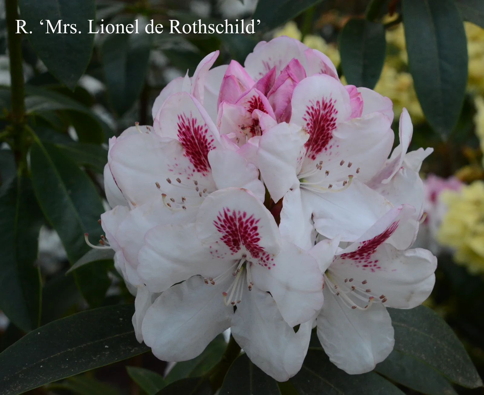 R. 'Mrs Lionel de Rothschild' photo of R. 'Mrs Lionel de Rothschild'. Location: Fearing's Farm Nursery, Abbotsford, BC, Canada. Photo by: Harold Fearing