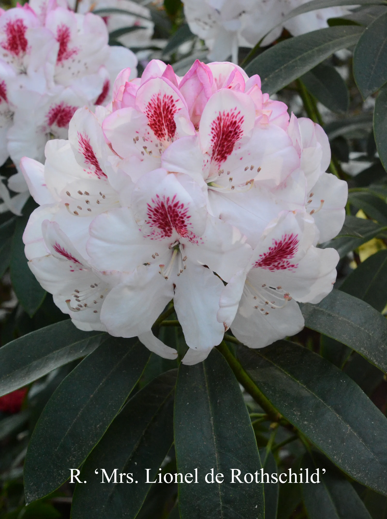 R. 'Mrs Lionel de Rothschild' photo of R. 'Mrs Lionel de Rothschild'. Location: Fearing's Farm Nursery, Abbotsford, BC, Canada. Photo by: Harold Fearing