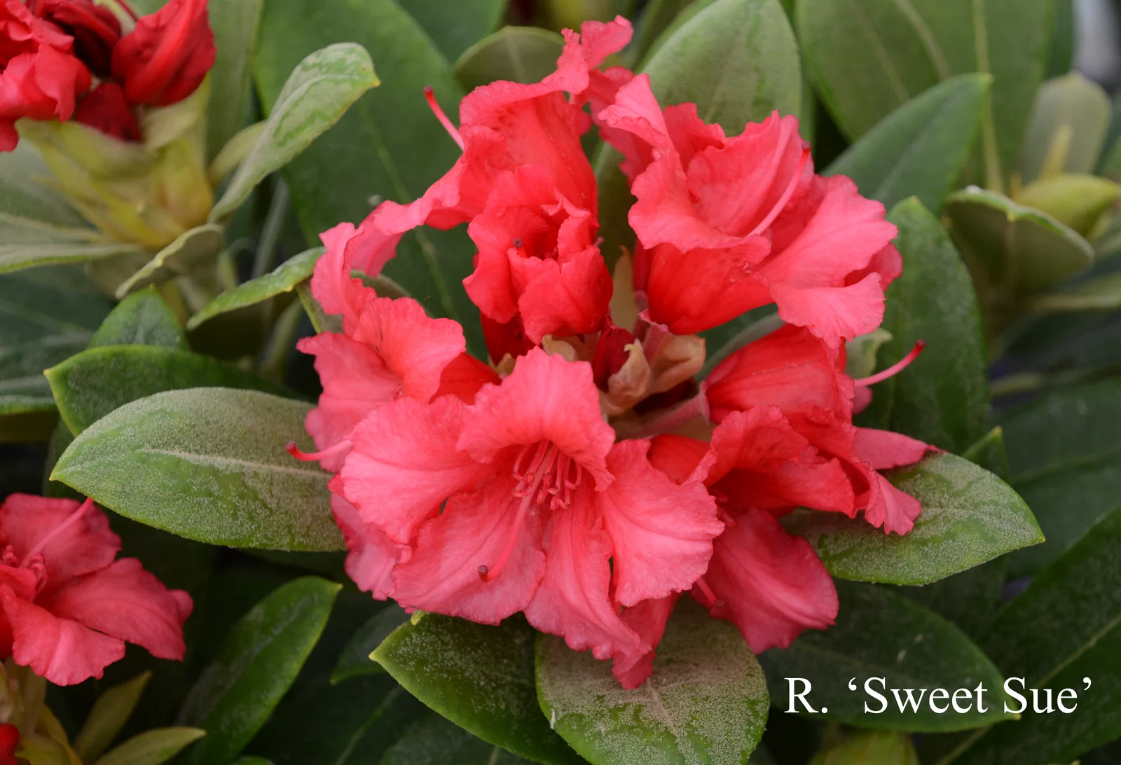 R. 'Sweet Sue' photo of R. 'Sweet Sue'. Location: Fearing's Farm Nursery, Abbotsford, BC, Canada. Photo by: Harold Fearing