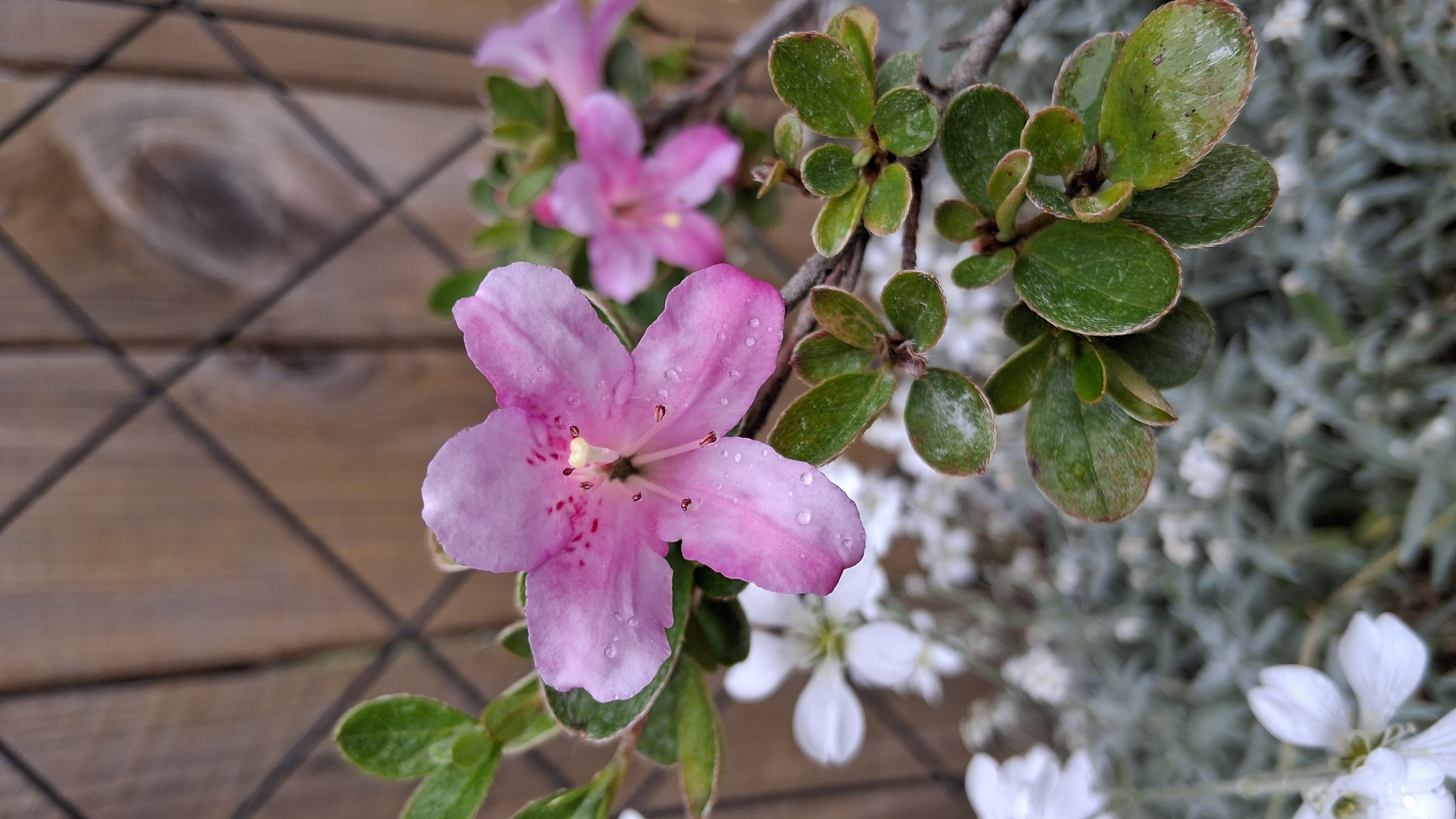 Rhododendron eriocarpum photo