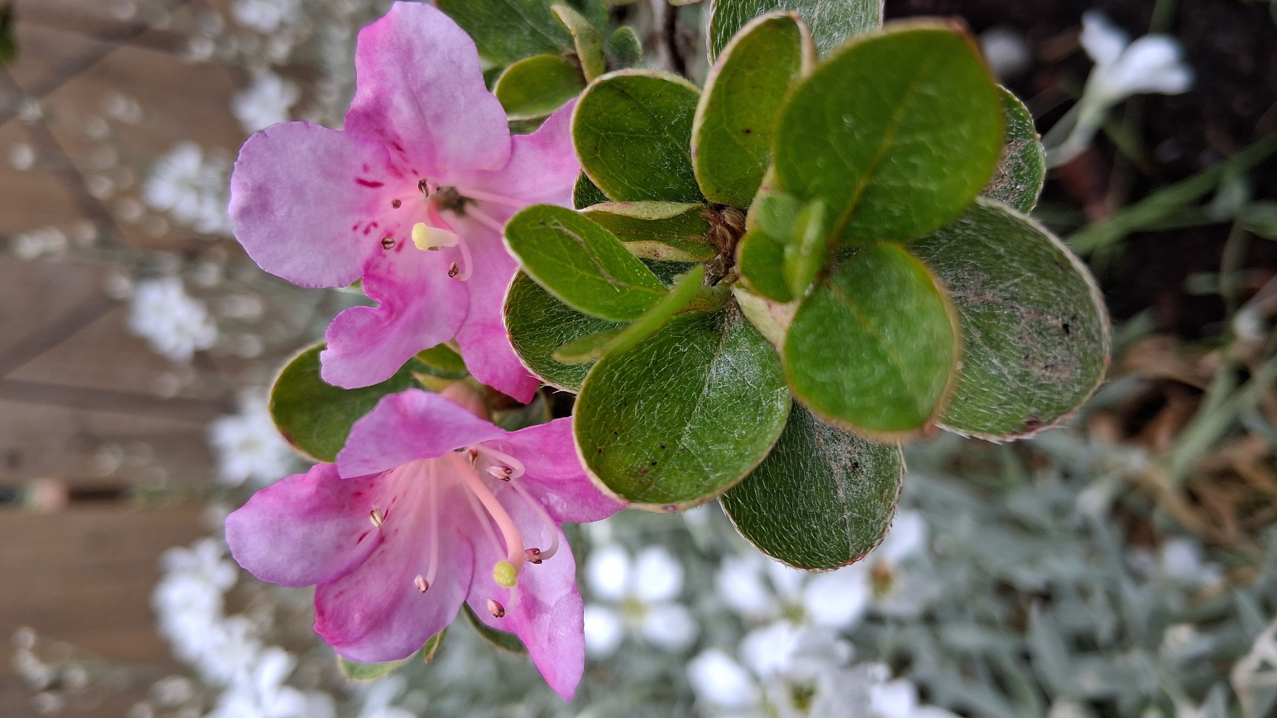 Rhododendron eriocarpum photo