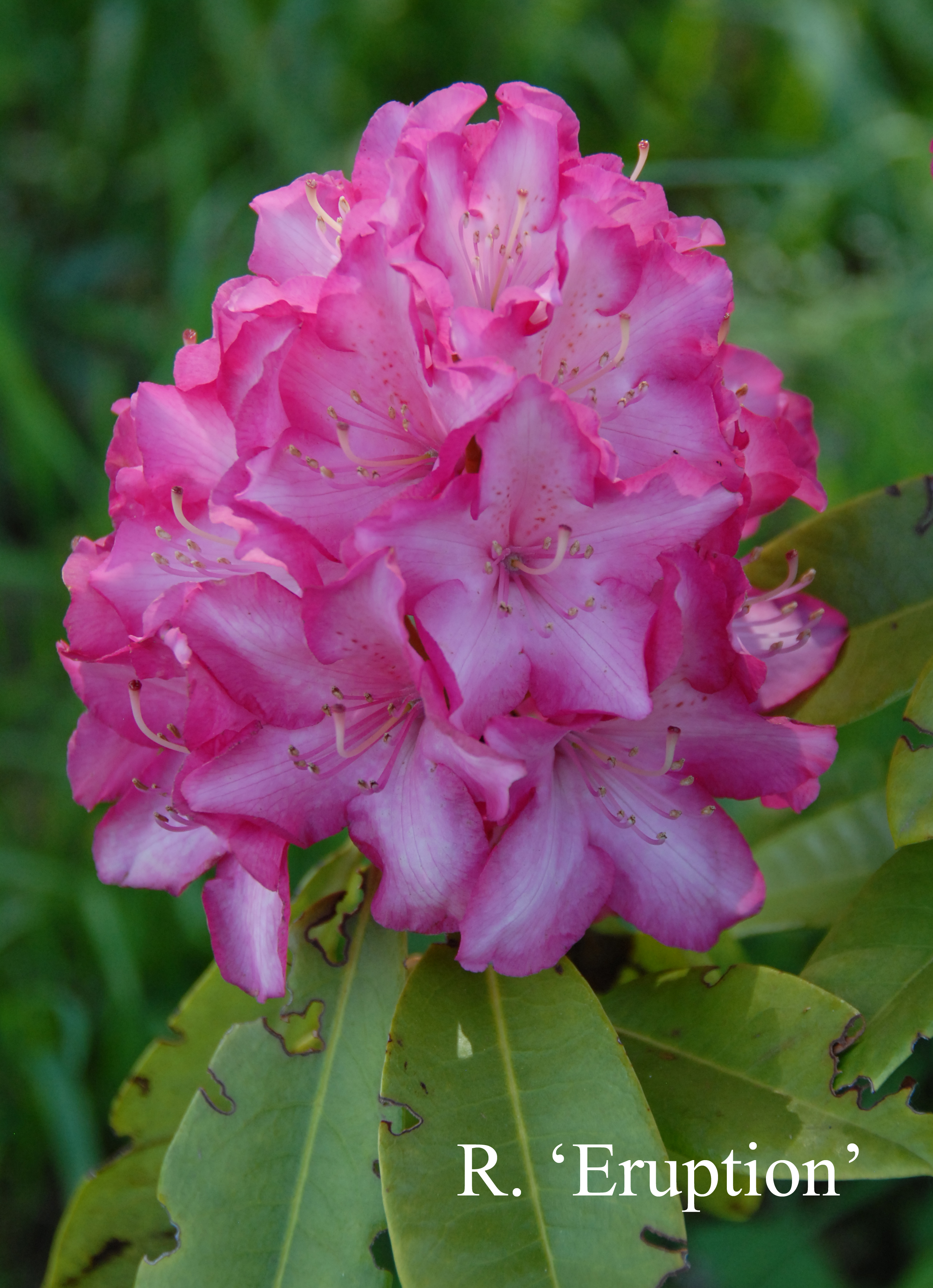 Rhododendron Eruption photo