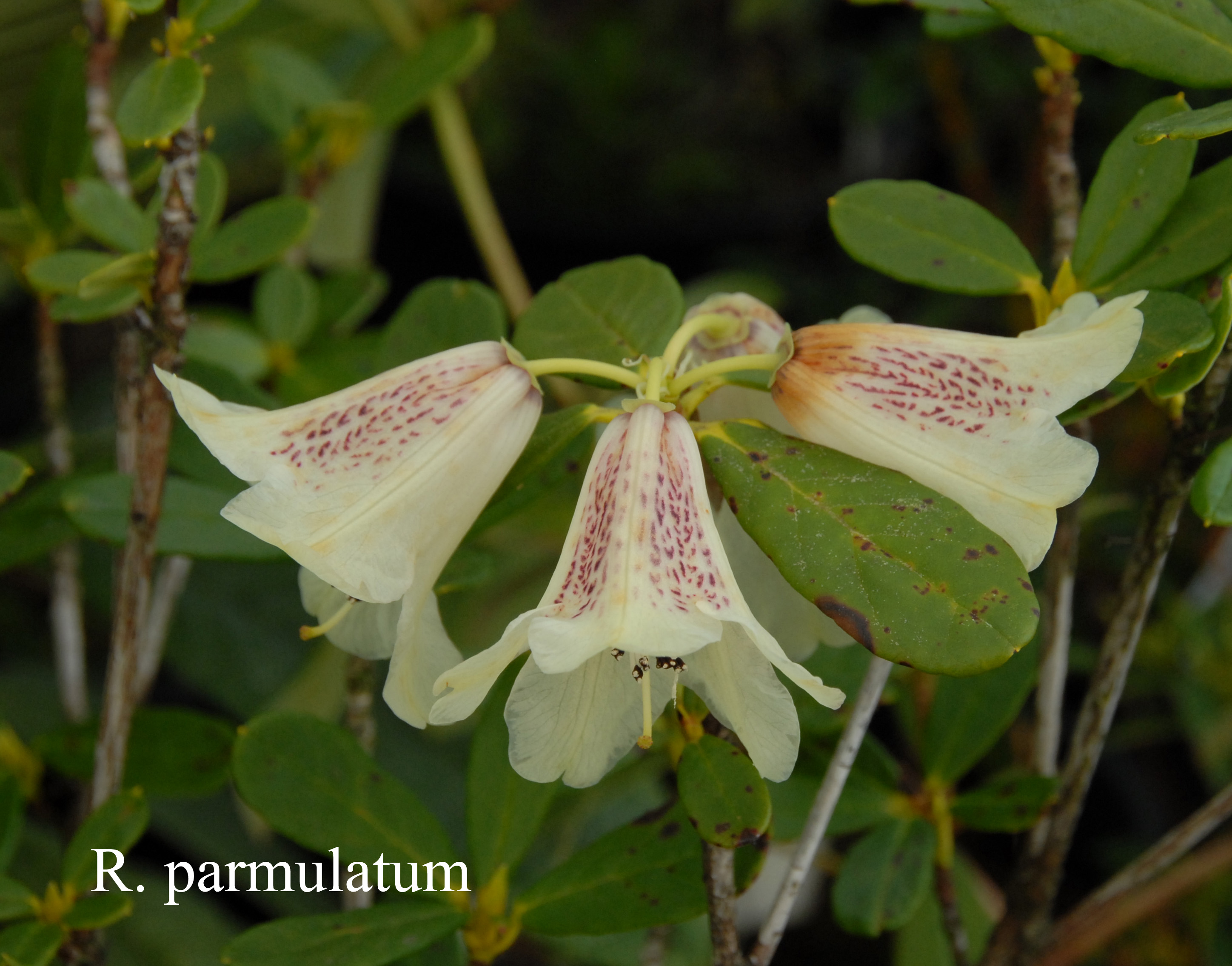 Rhododendron parmulatum photo