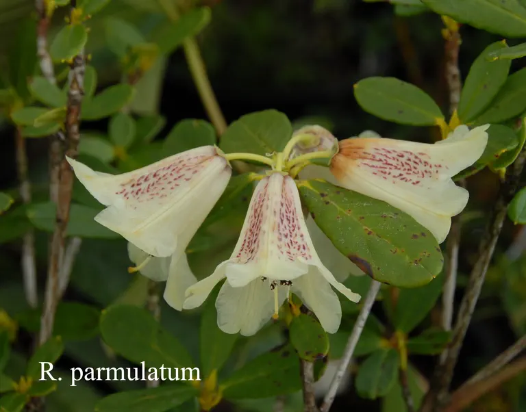 Photo of R. parmulatum, Species