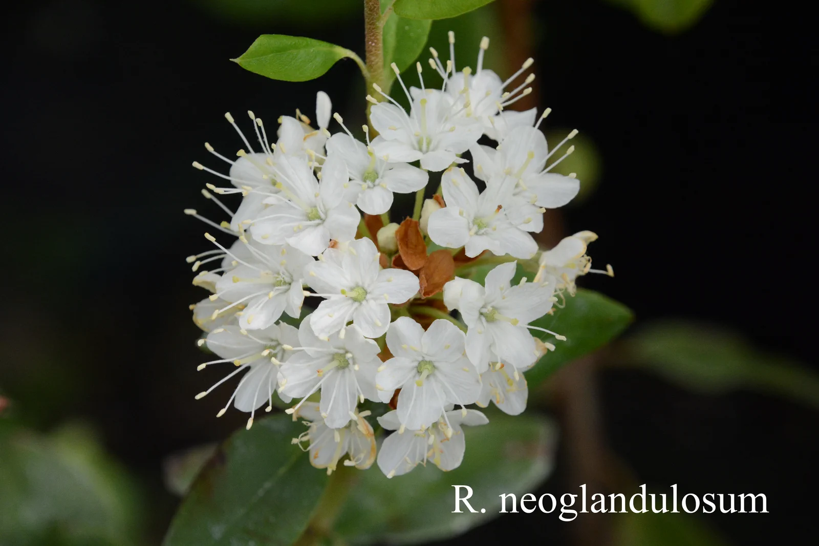 R. neoglandulosum photo of R. neoglandulosum. RSF. Location: Fearing's Farm Nursery, Abbotsford, BC, Canada. Photo by: Harold Fearing