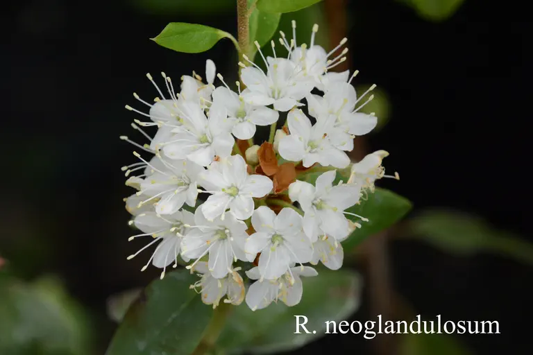 Photo of R. neoglandulosum, Species