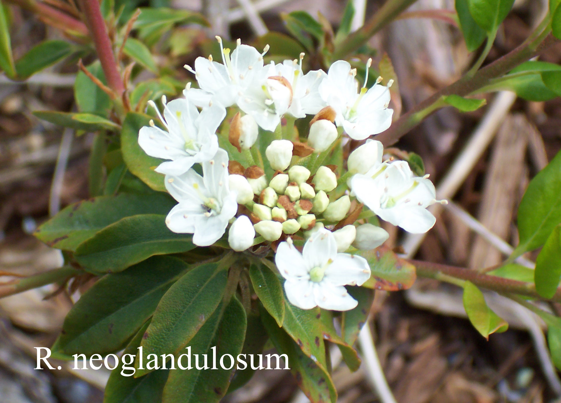 Rhododendron neoglandulosum photo