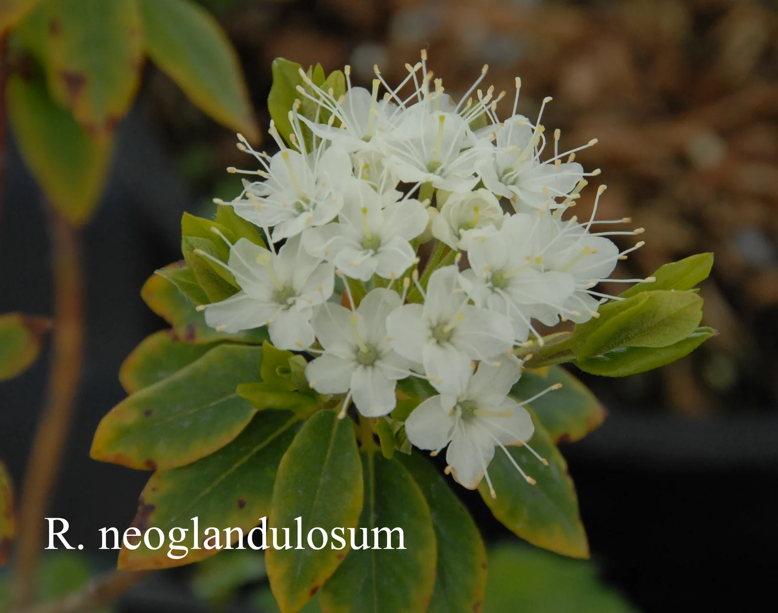 R. neoglandulosum photo of R. neoglandulosum. Location: Fearing's Farm Nursery, Abbotsford, BC, Canada. Photo by: Harold Fearing