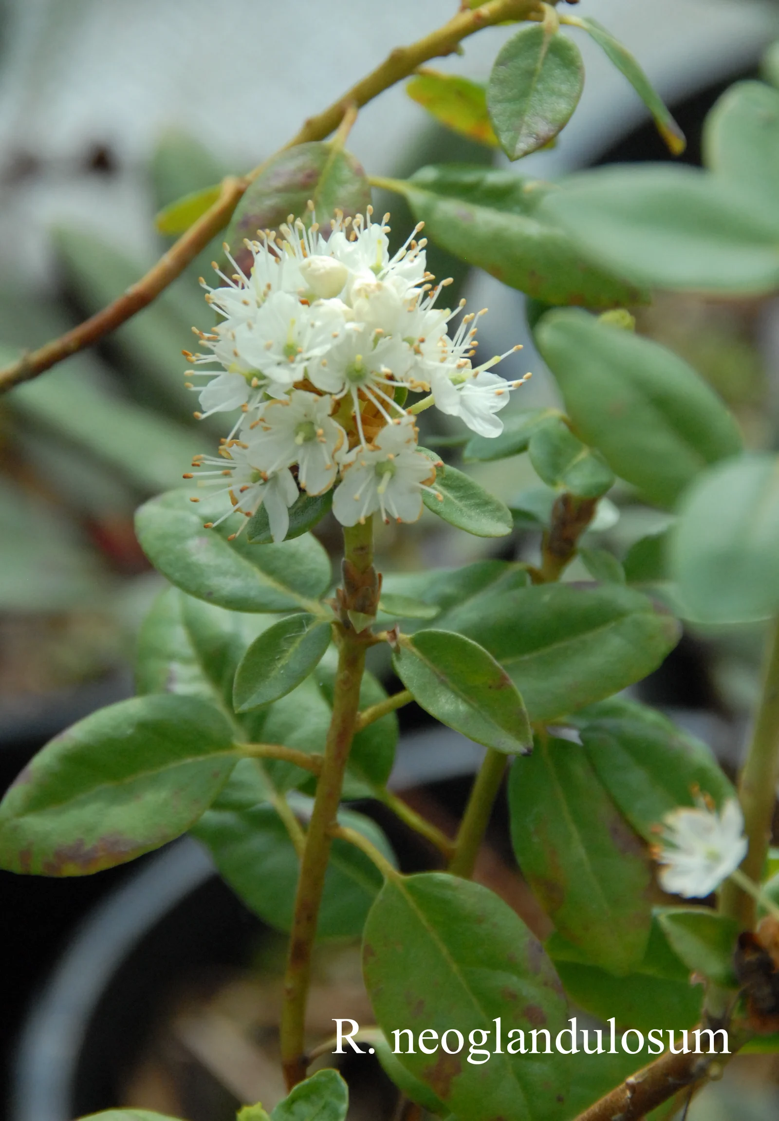 R. neoglandulosum photo of R. neoglandulosum. Location: Fearing's Farm Nursery, Abbotsford, BC, Canada. Photo by: Harold Fearing
