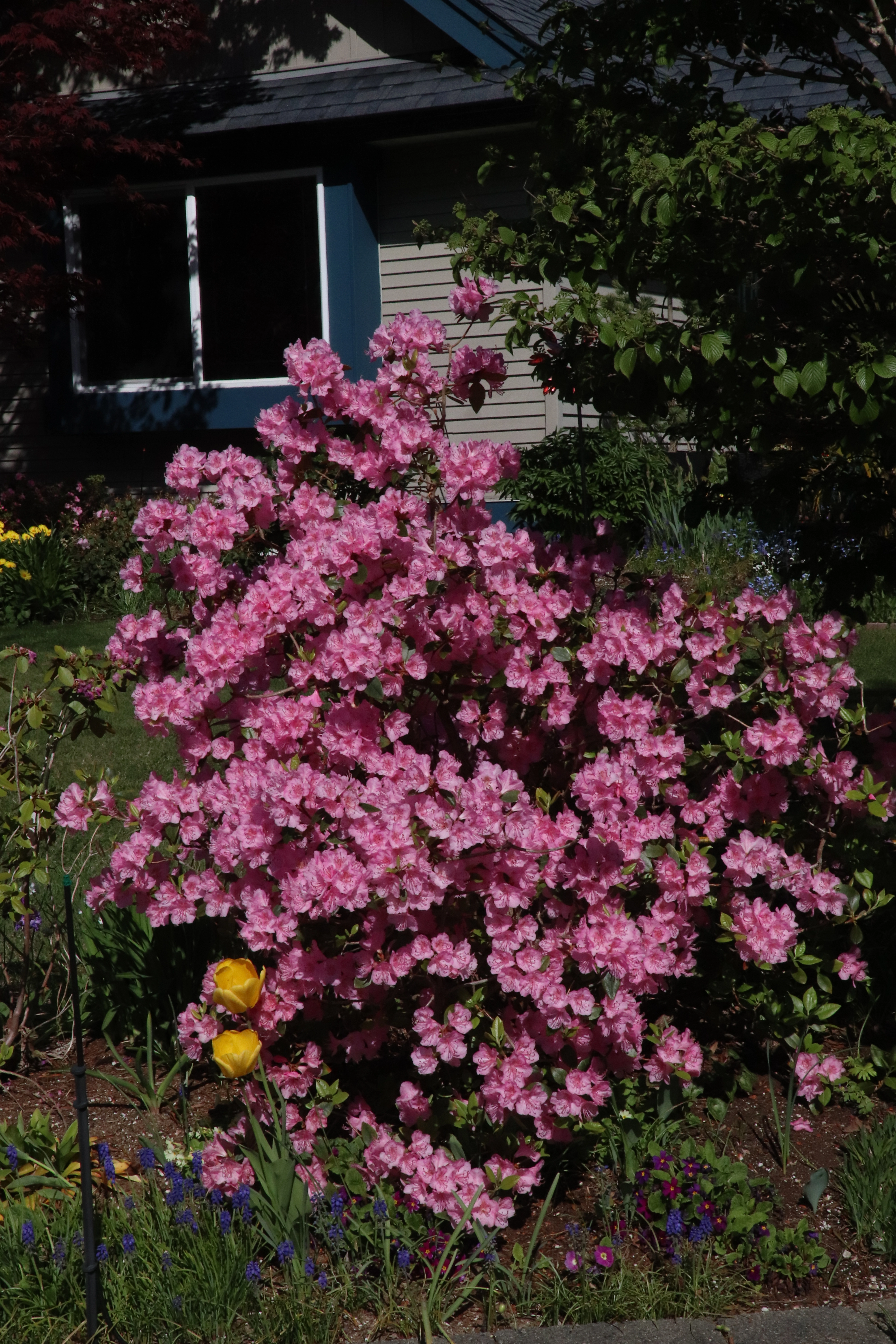 Rhododendron Bubblegum photo