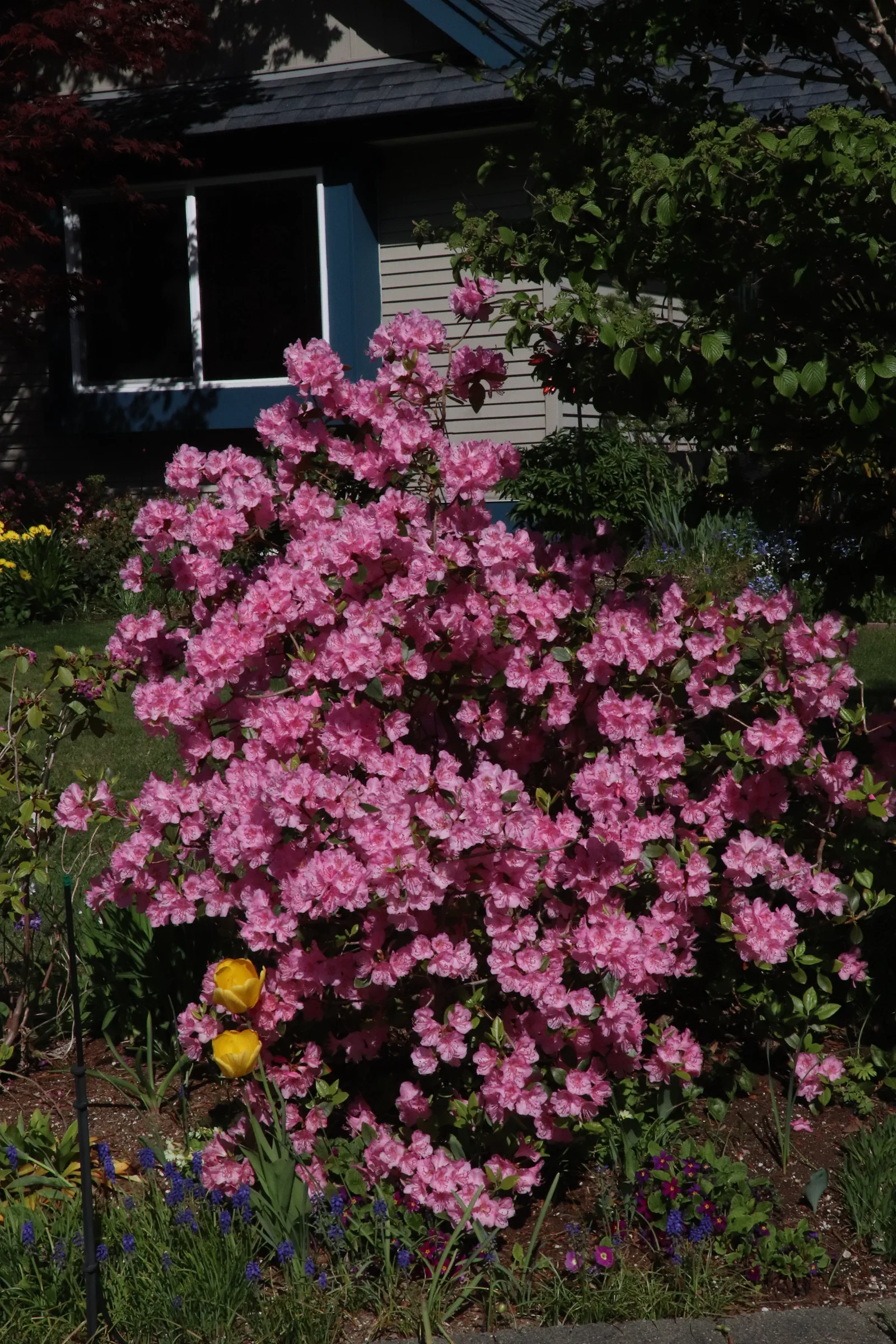 R. 'Bubblegum' photo of R. 'Bubblegum'. Location: Private garden, Comox, BC, Canada. Photo by: Garth Wedemire