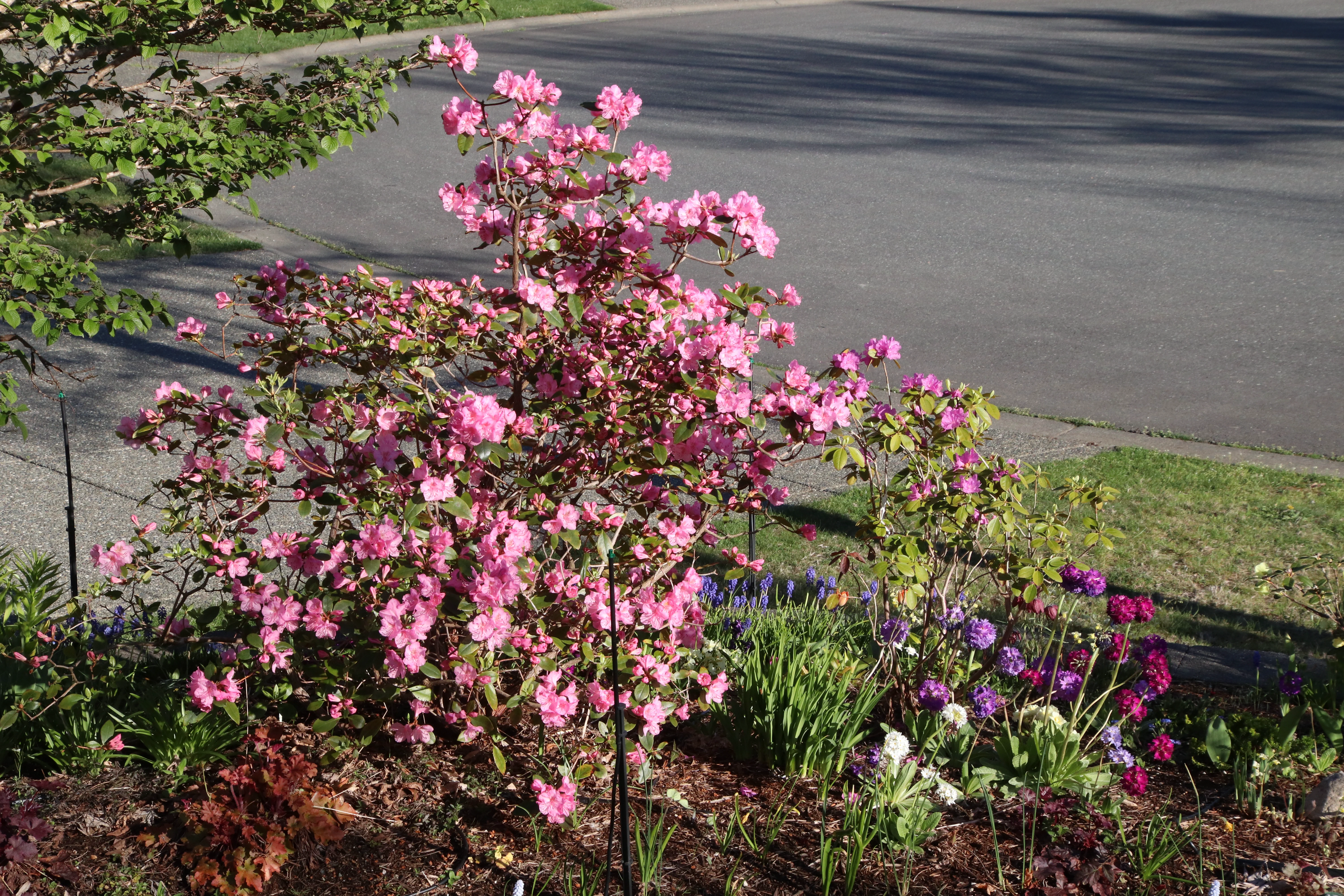 Rhododendron Bubblegum photo