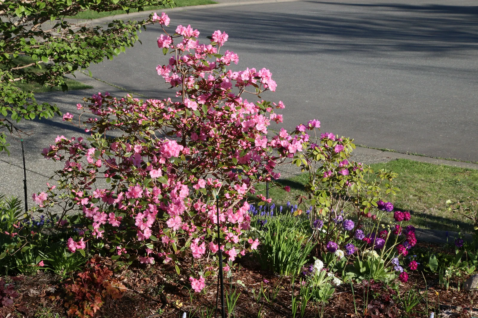 R. 'Bubblegum' photo of R. 'Bubblegum'. Location: Private garden, Comox, BC, Canada. Photo by: Garth Wedemire