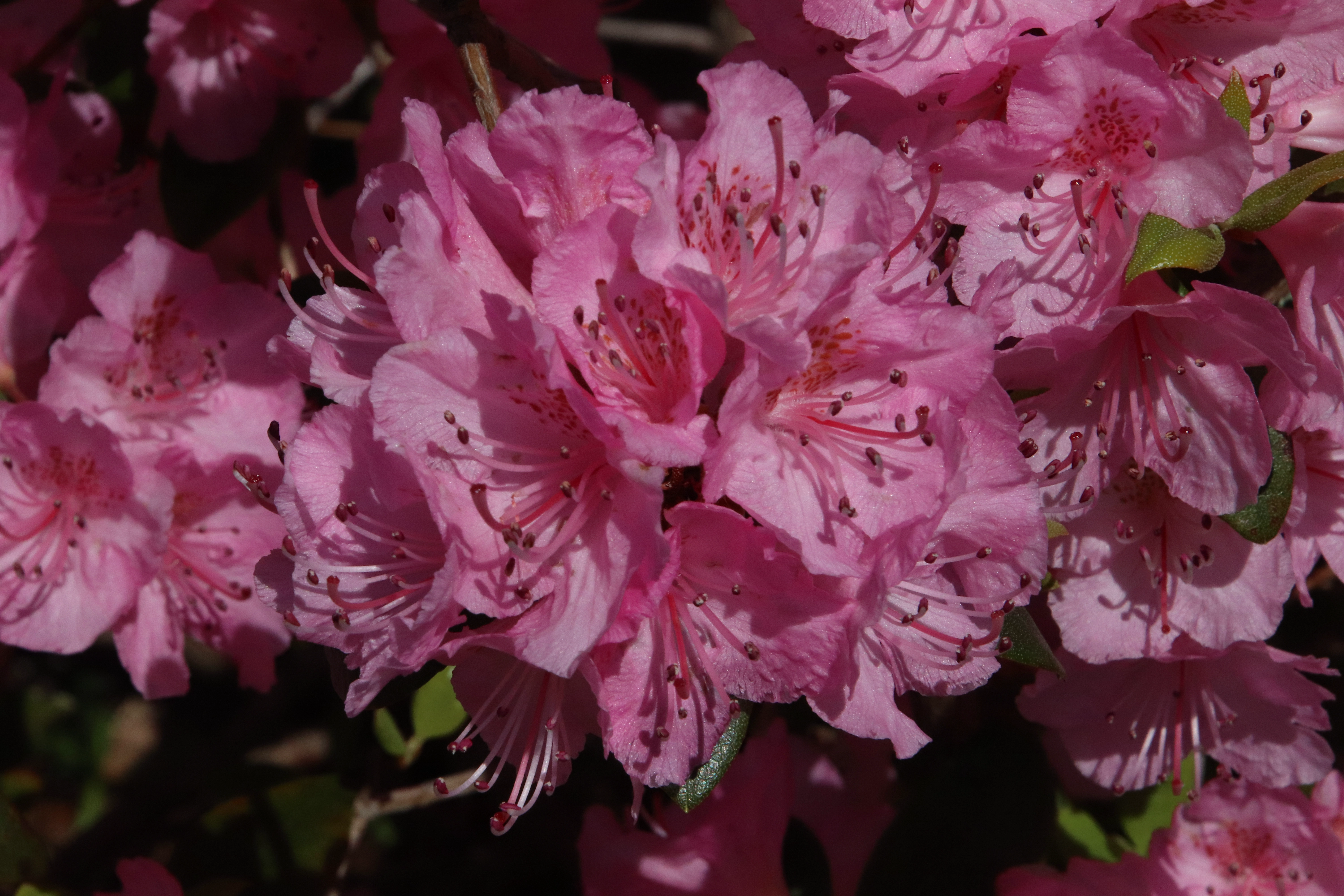 Rhododendron Bubblegum photo