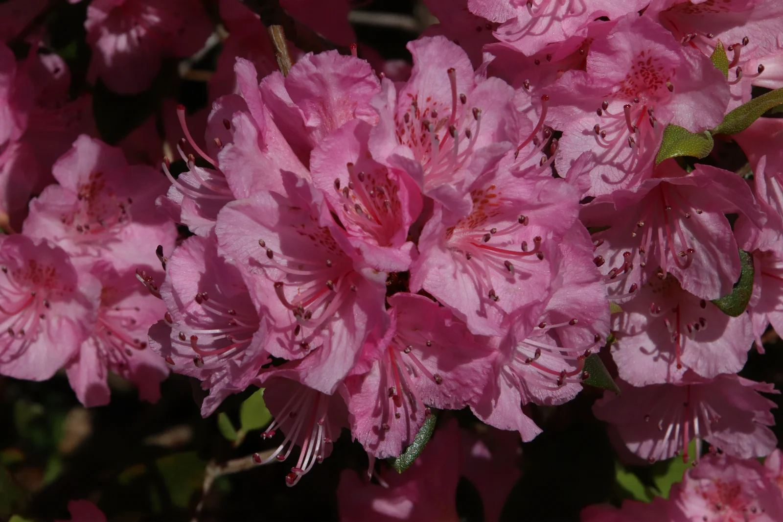 R. 'Bubblegum' photo of R. 'Bubblegum'. Location: Private garden, Comox, BC, Canada. Photo by: Garth Wedemire