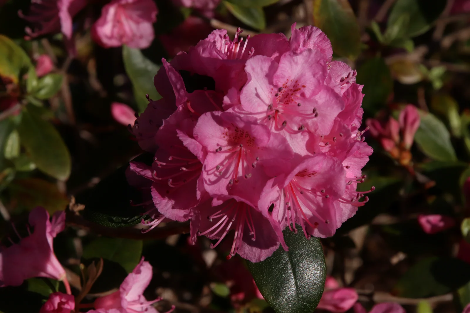 R. 'Bubblegum' photo of R. 'Bubblegum'. Location: Private garden, Comox, BC, Canada. Photo by: Garth Wedemire