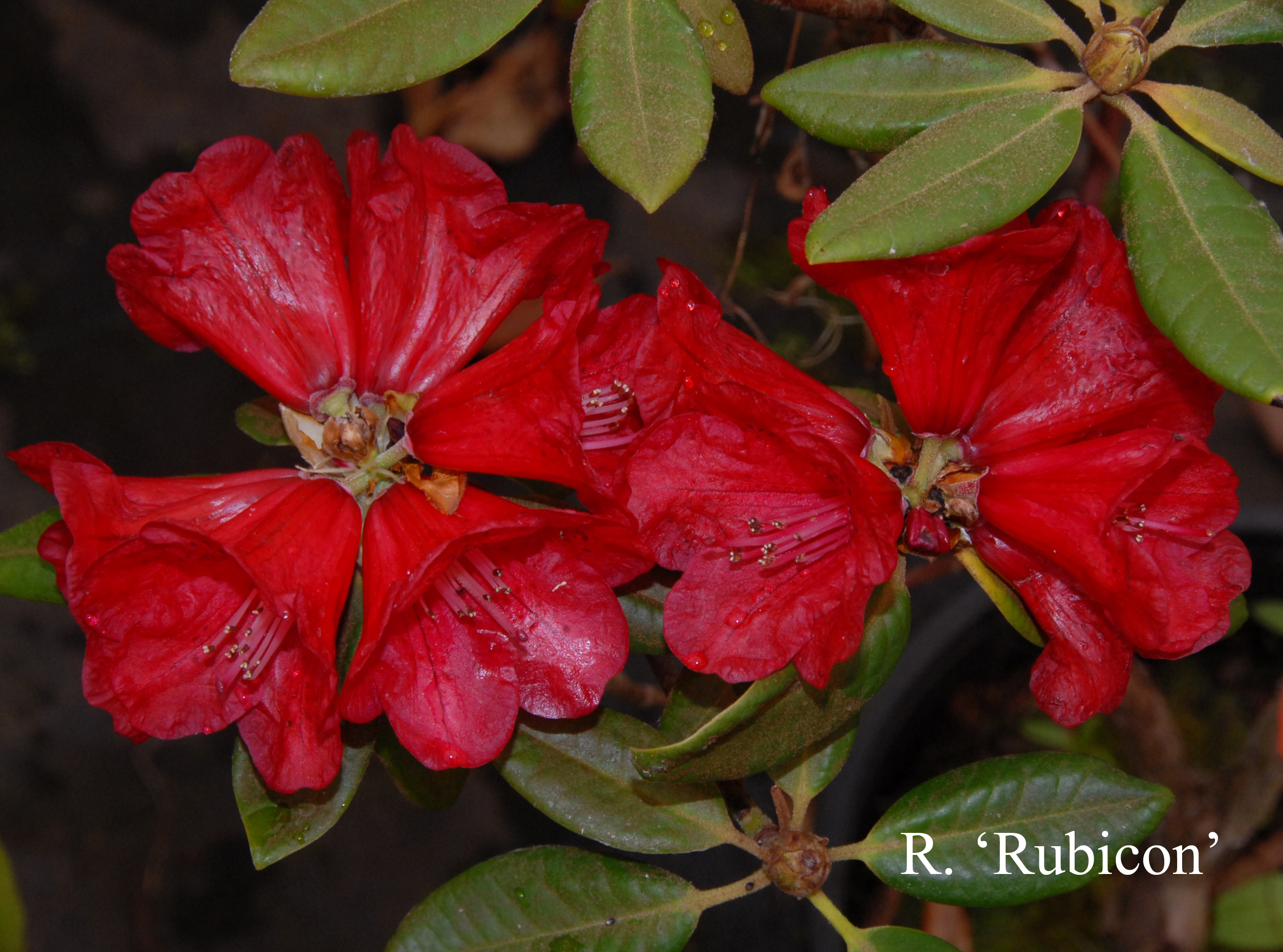 Rhododendron Rubicon photo